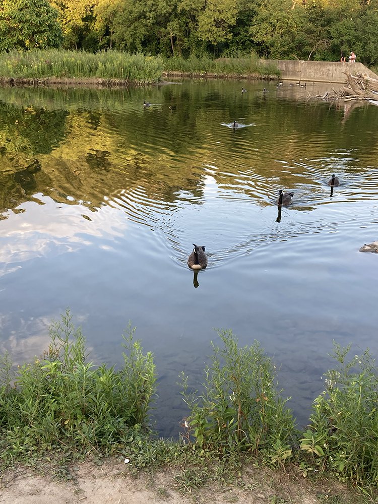 geese summer.jpg