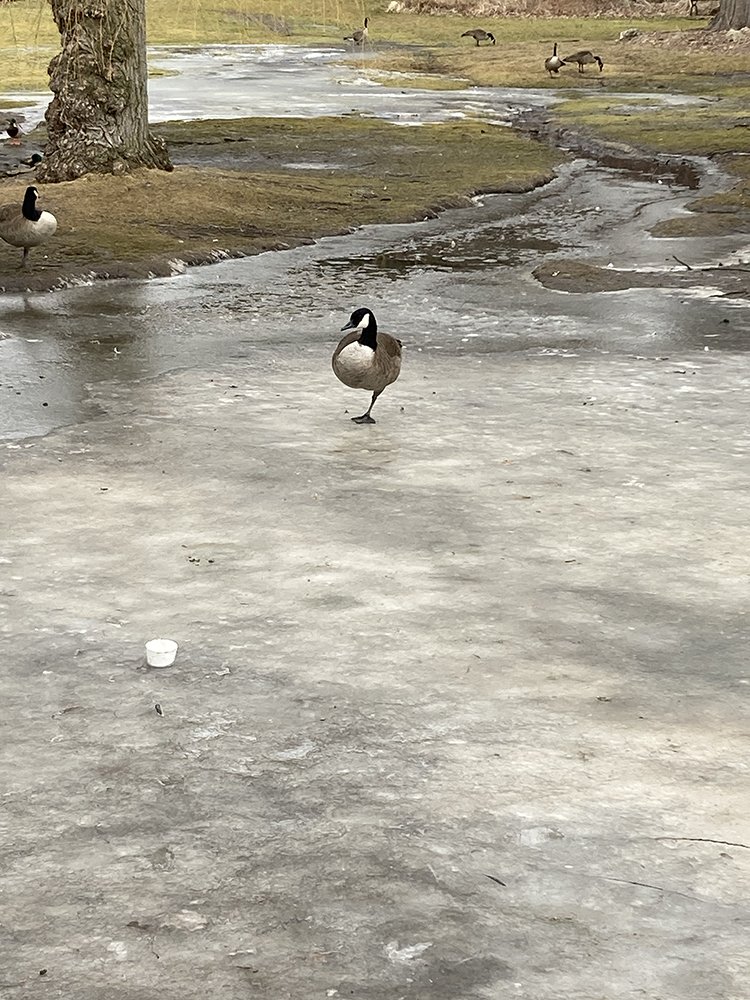 goose winter.jpg