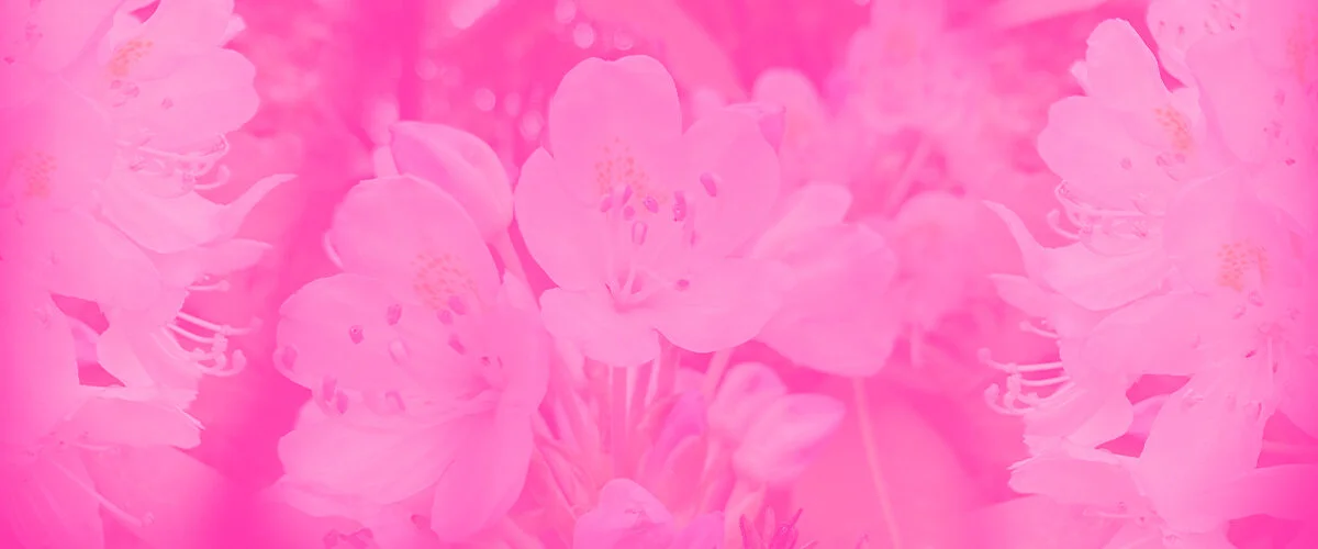 Bloom Early Learning