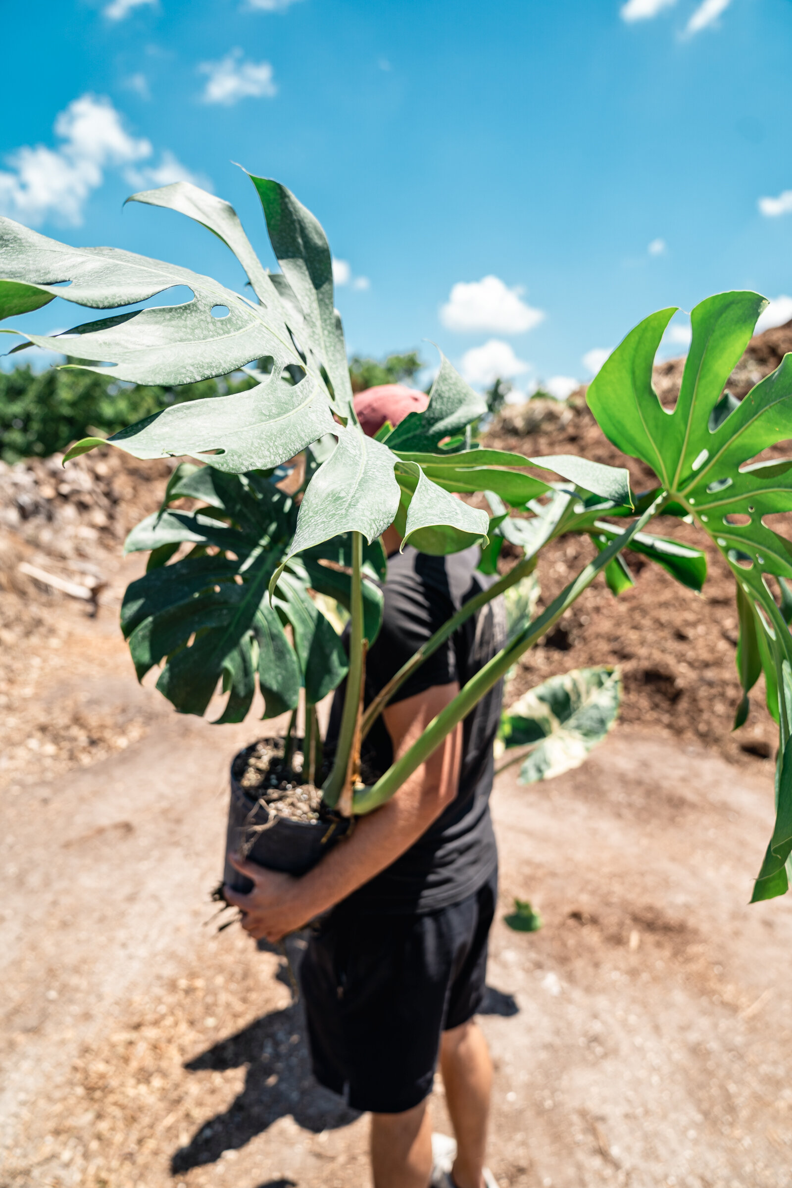 plantas004.jpg
