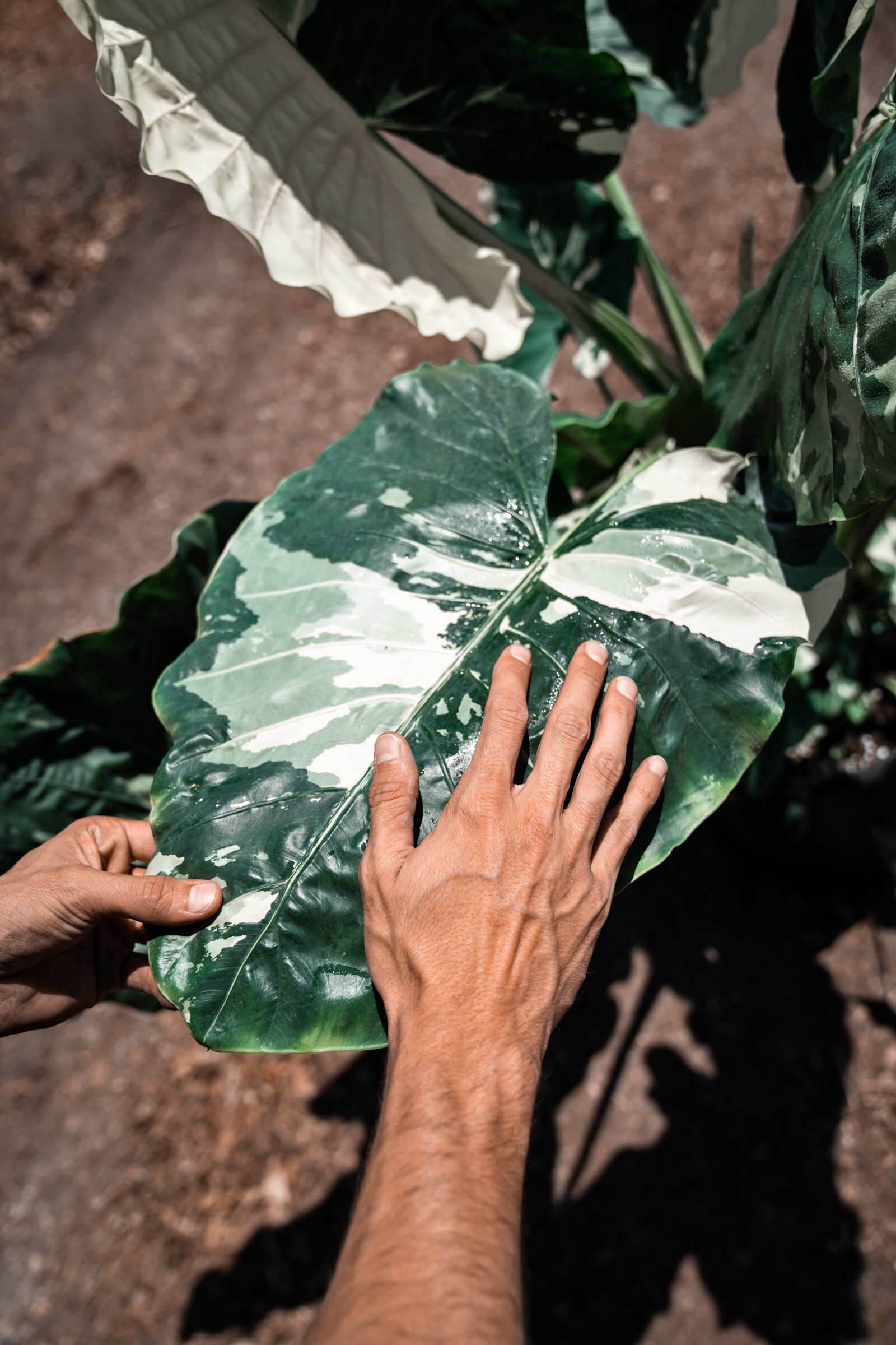 plantas003.jpg