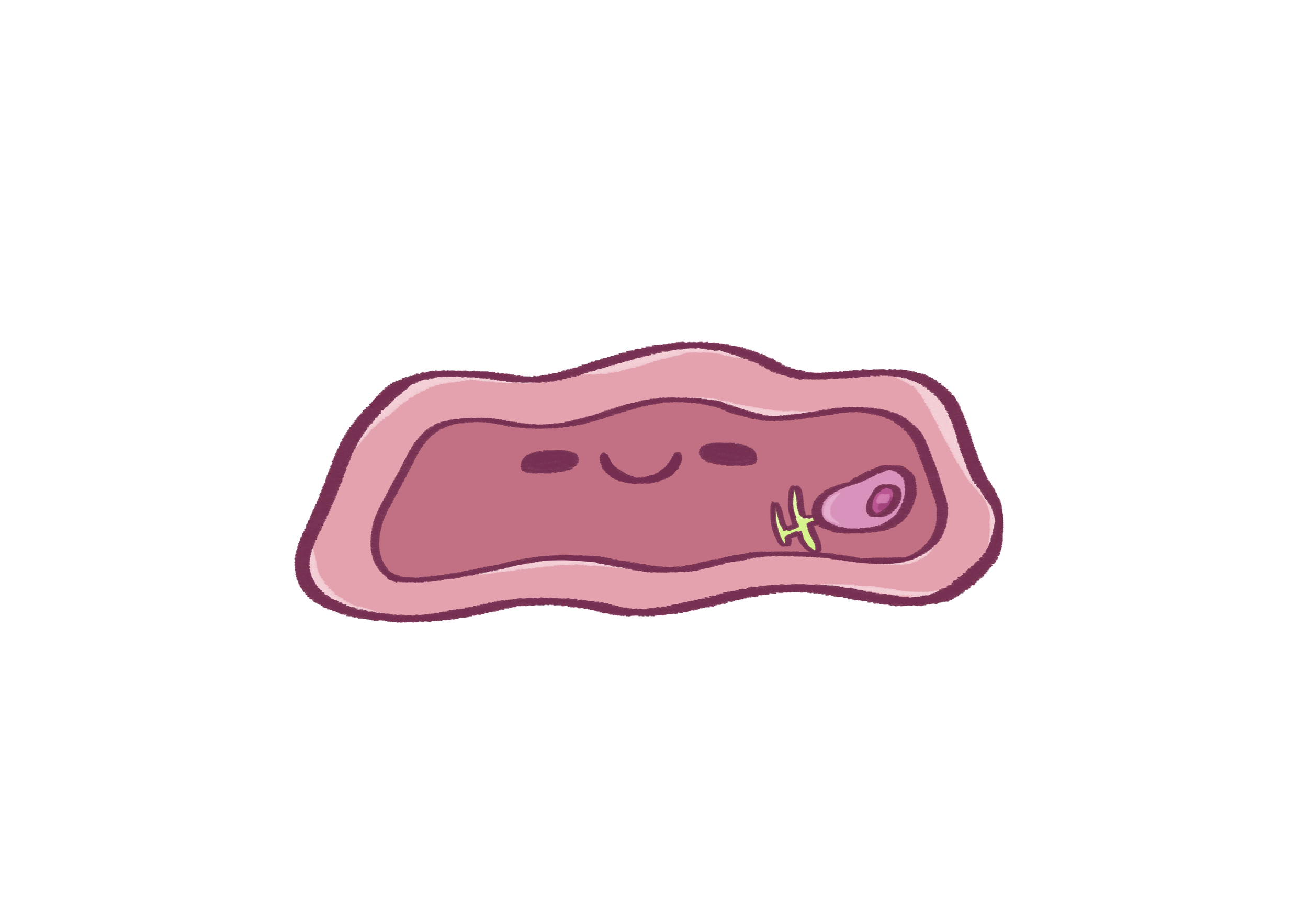 Keratinocyte 4.png