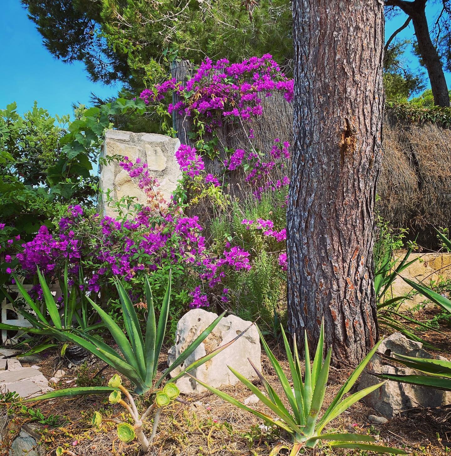 Mooie plekjes in de tuin 🌸

#garden #villavistamar #javea #botanical #flowersu