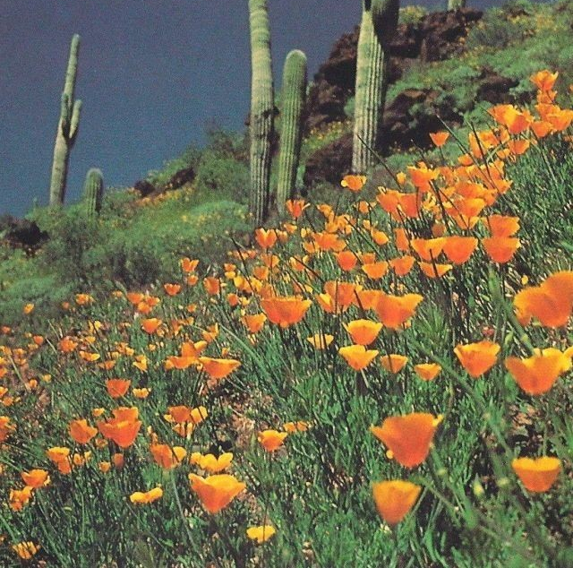 California Poppy Flower Remedy