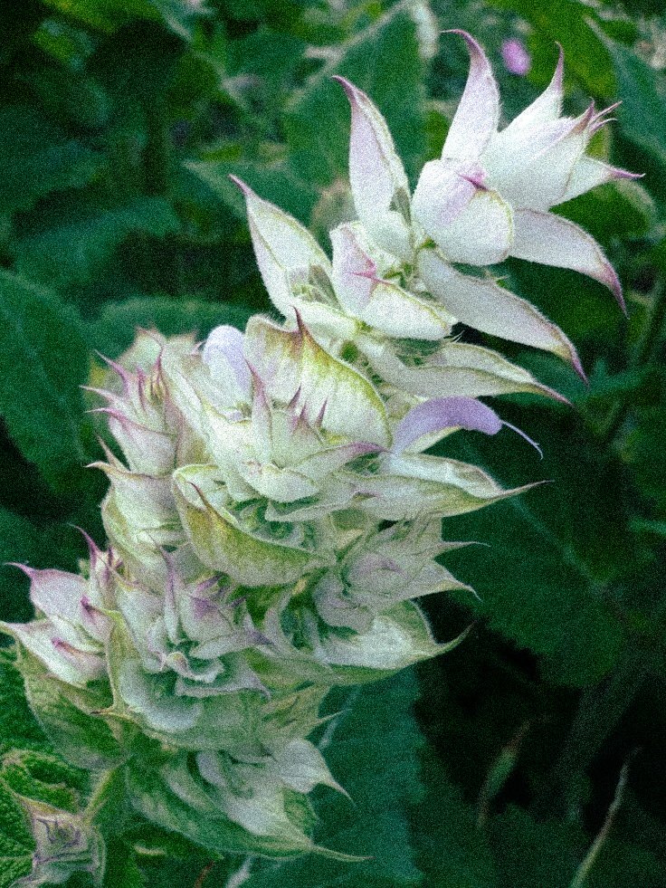 Clary Sage Flower Remedy