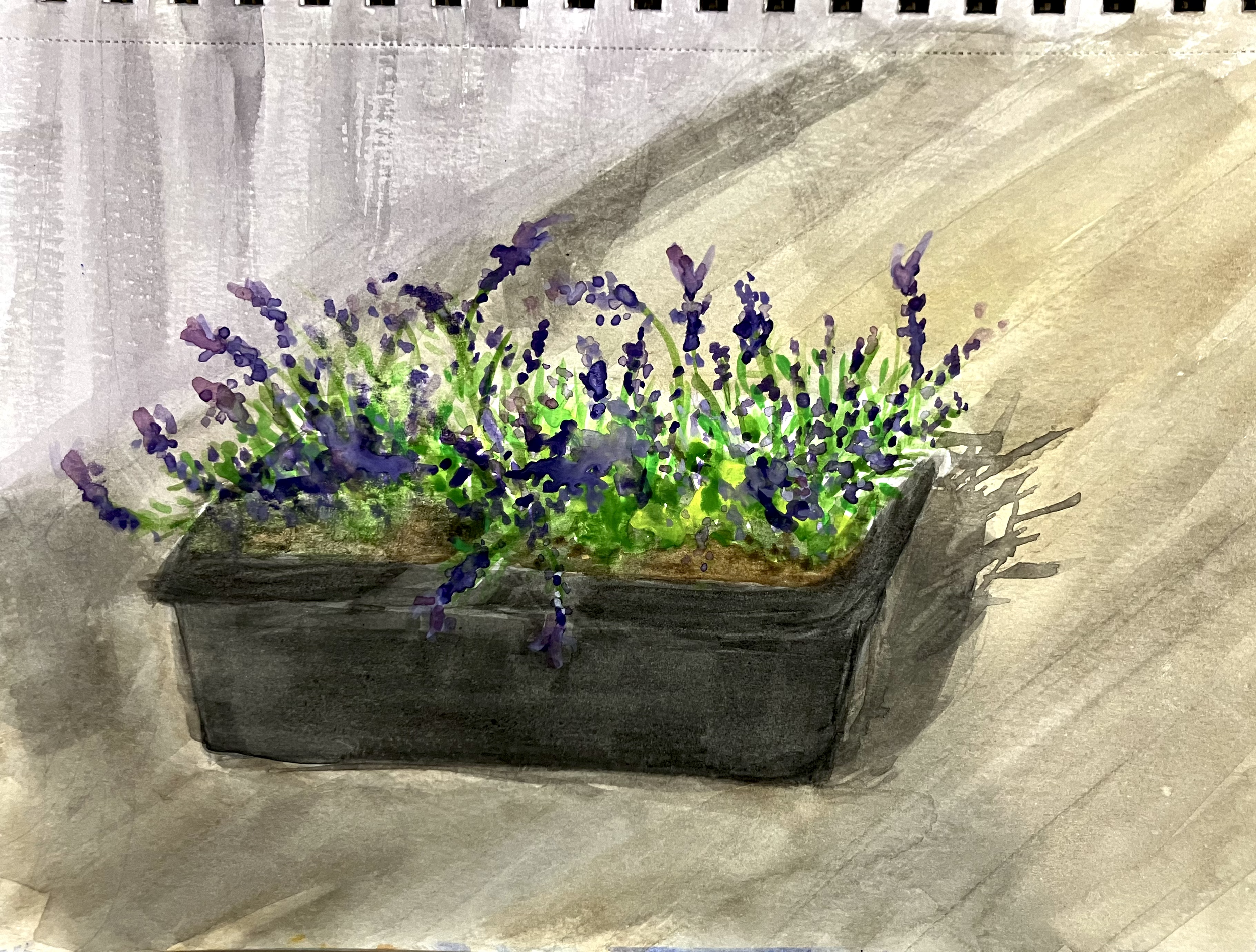Lavendar - Watercolor on 7x10" cold press paper