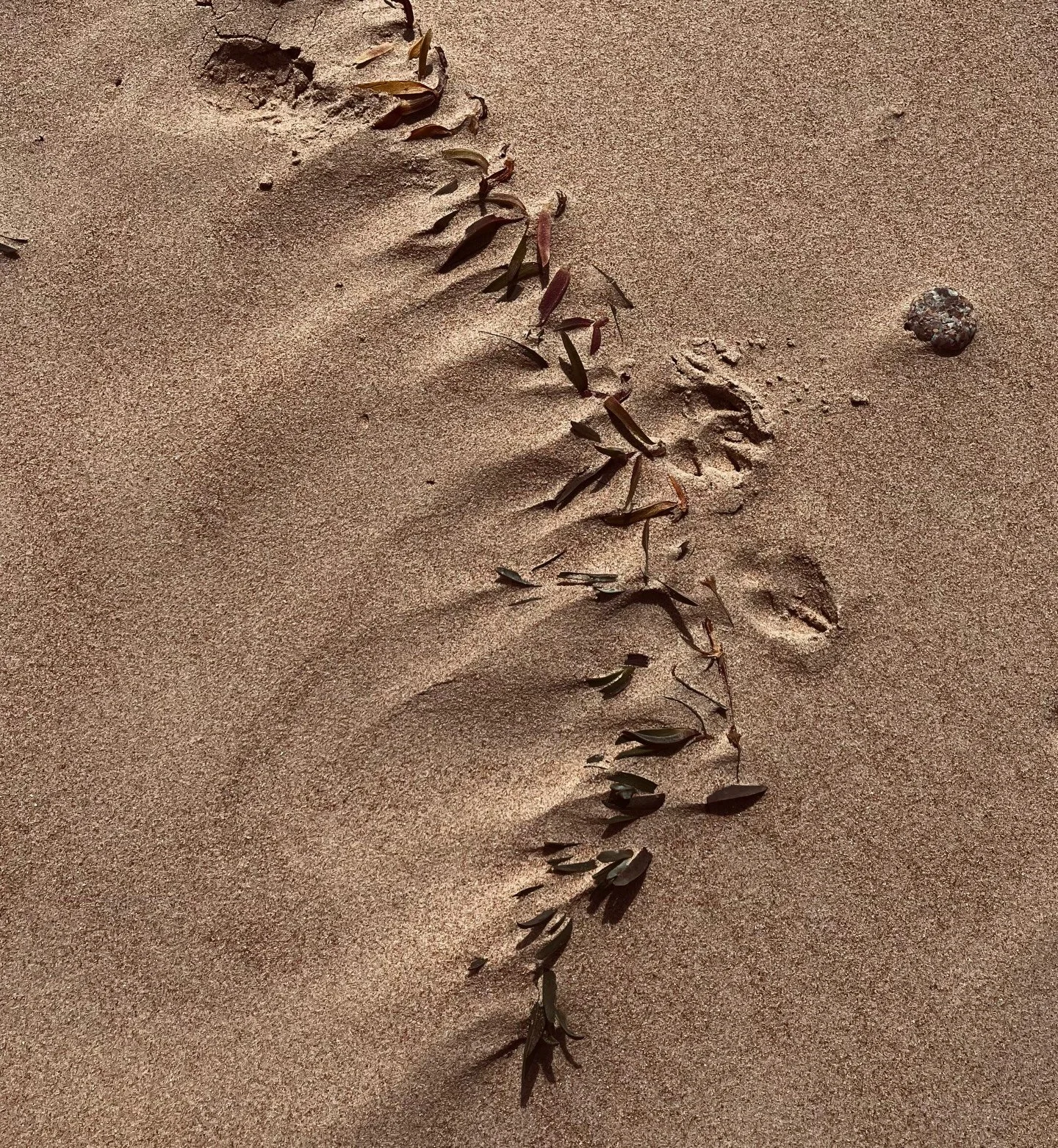 Beautiful beaches never fail to inspire! Textures, tones, patterns and chance compositions offered up by nature. 

I don&rsquo;t think I&rsquo;ll ever get bored of exploring a shoreline. 

#texturedlighting 
#inspiredbynature 
#jersey 
#coastal
#life