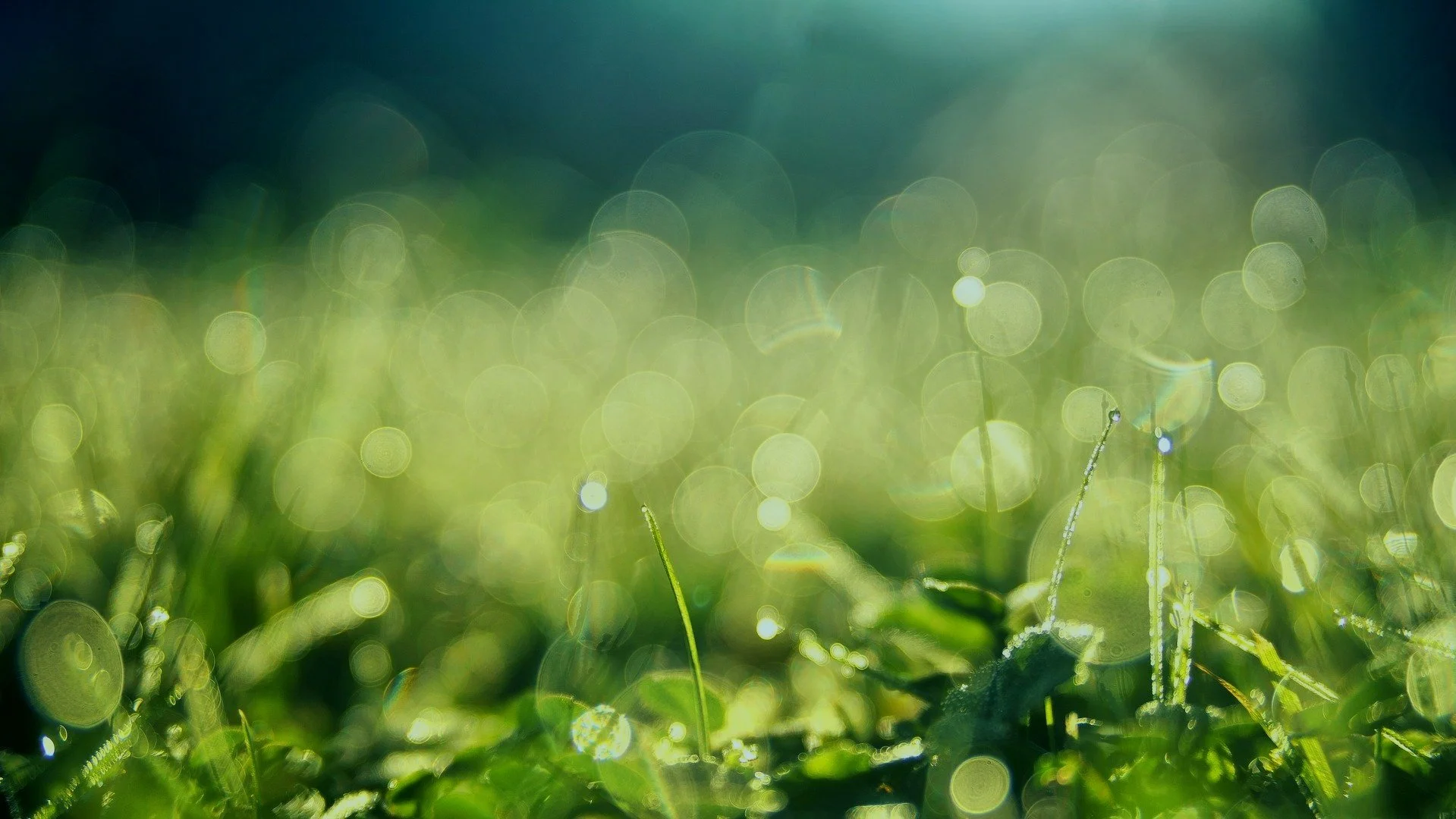 grass-g0f76ca4dd_1920.jpg