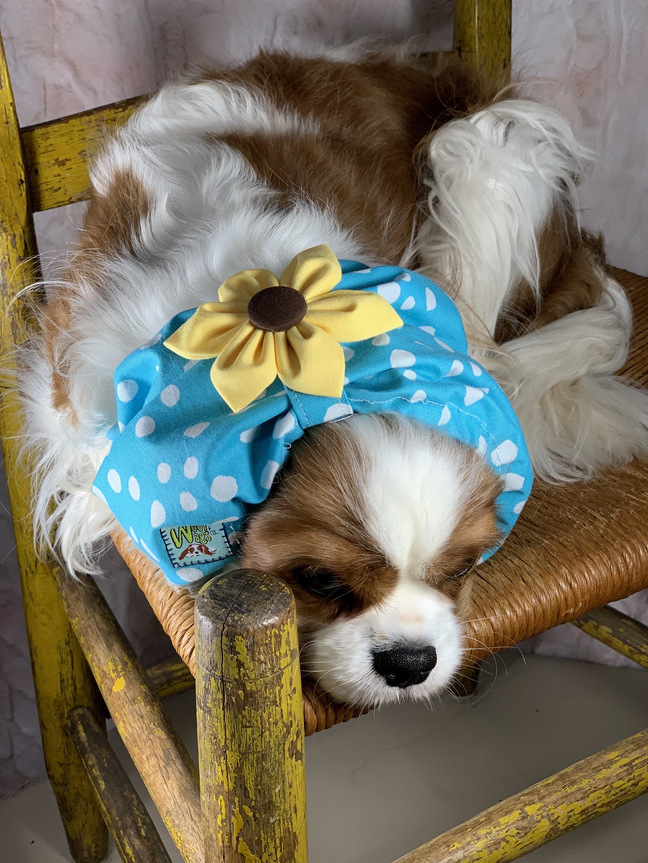 Harley Showing Off Her Sunflower Snood