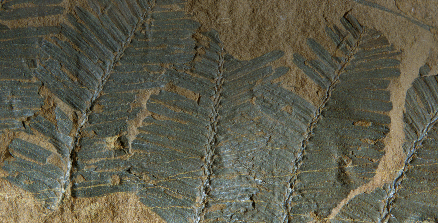 Pictures of plant fossils embedded in rock