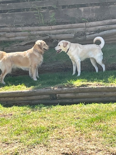 Rosie & Friend.jpg
