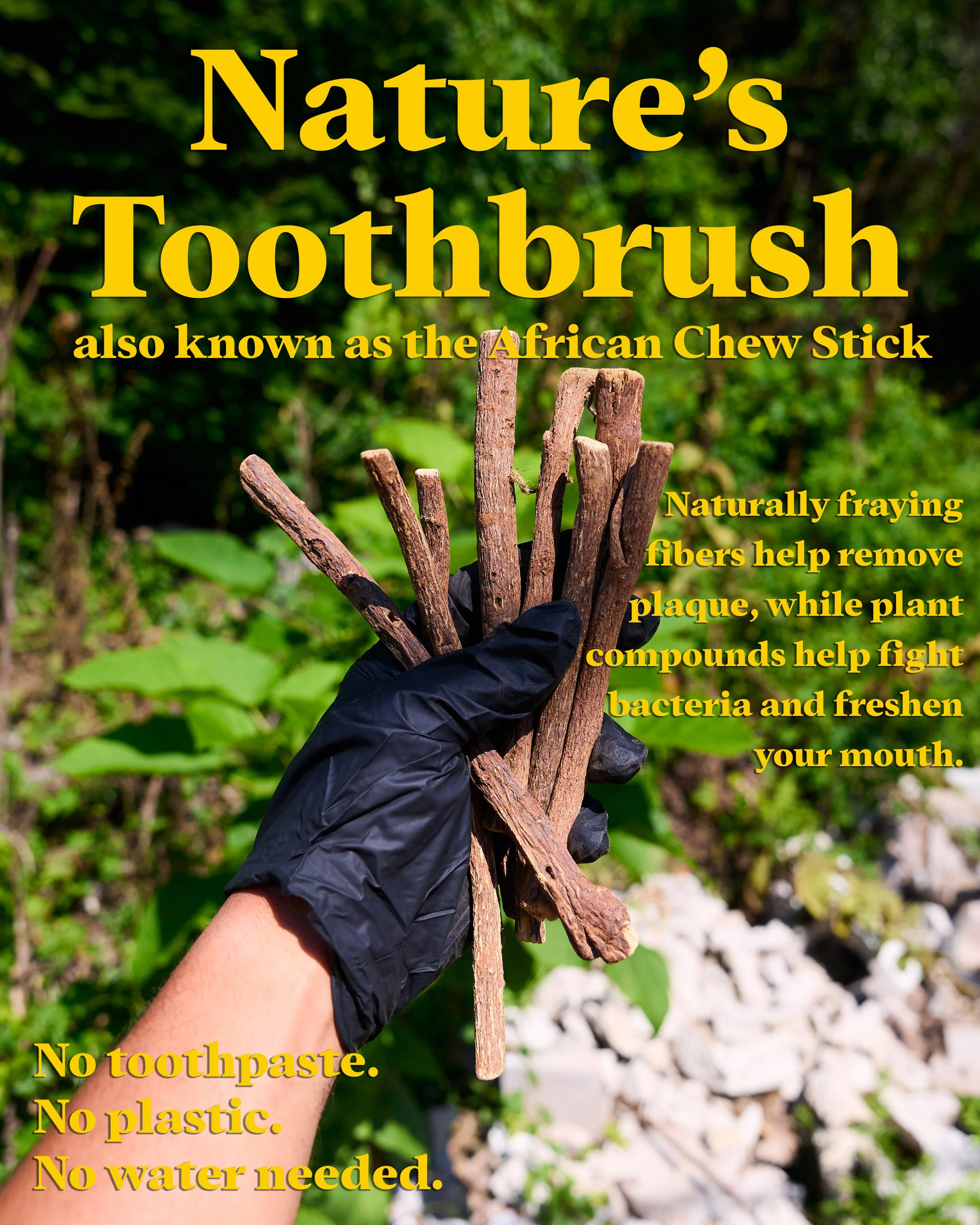 African Chew Stick - Grass copy.jpg