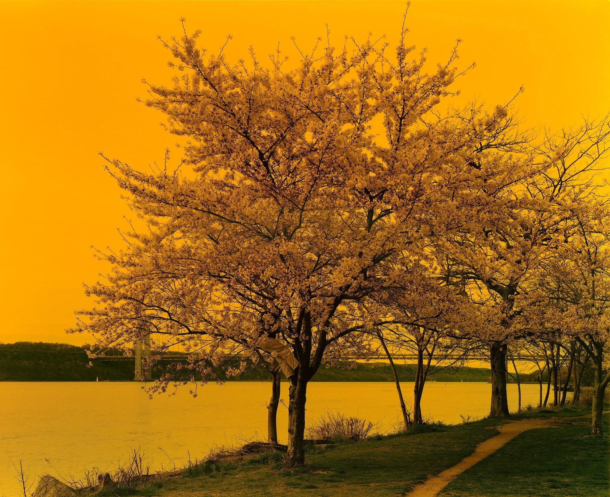 Sulfur Tree.jpg