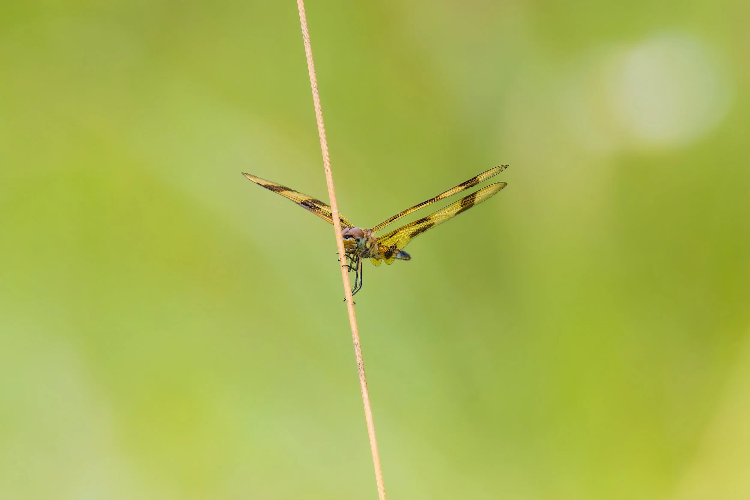 Grasping - 3 x 2.jpg