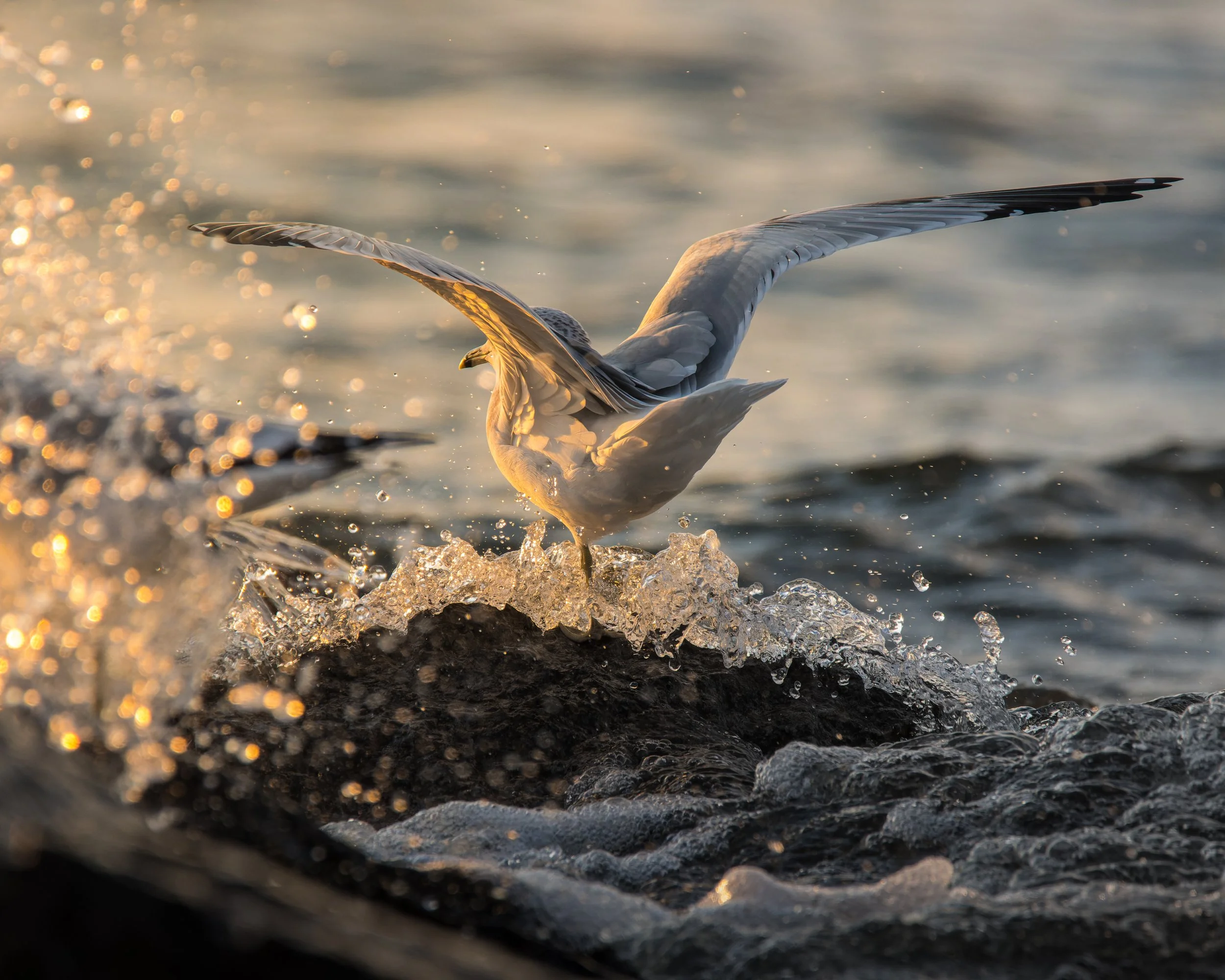 TNW Seagulls 3.jpg