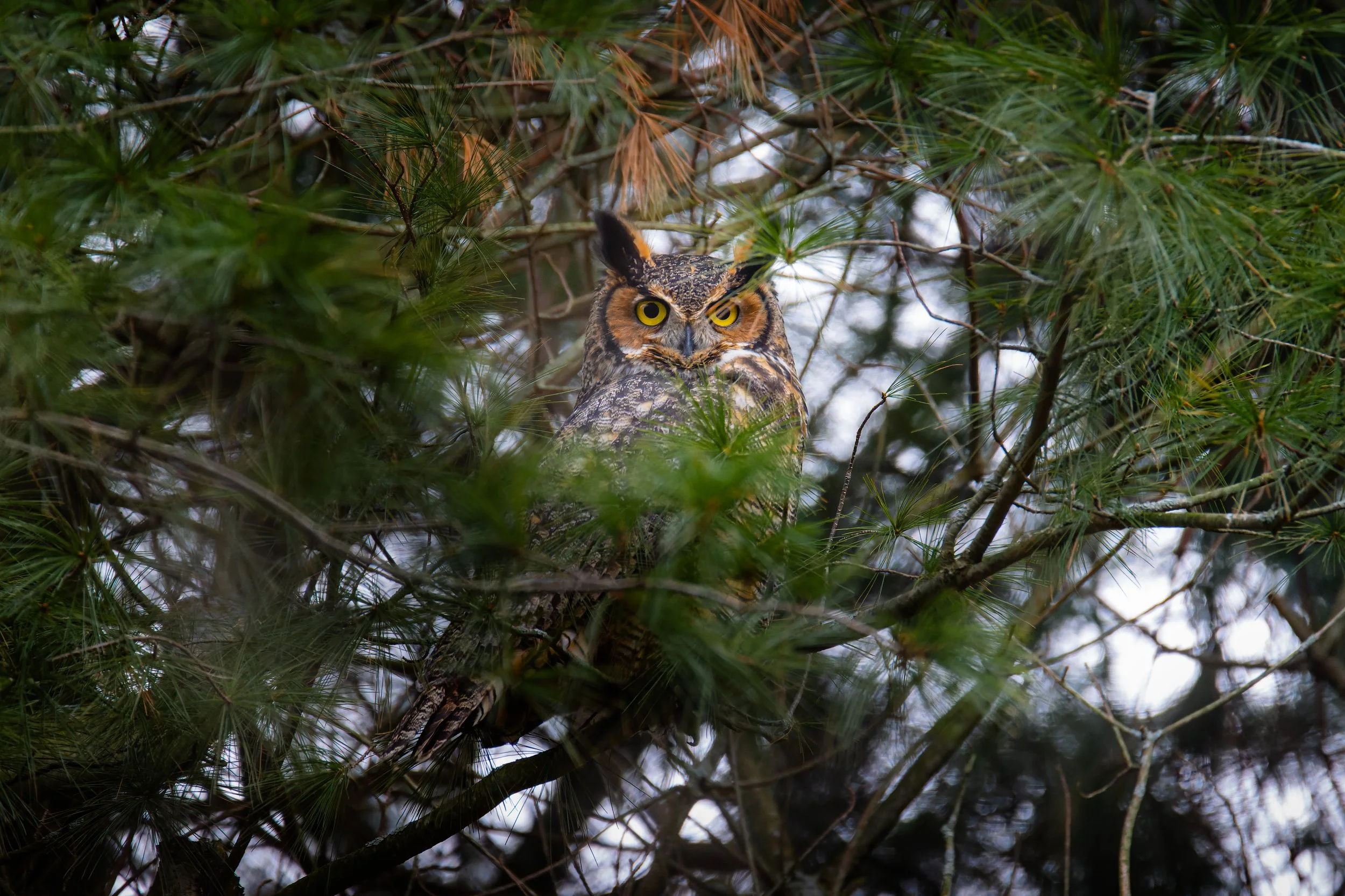 The Forest's Secret - 3 x 2.jpg