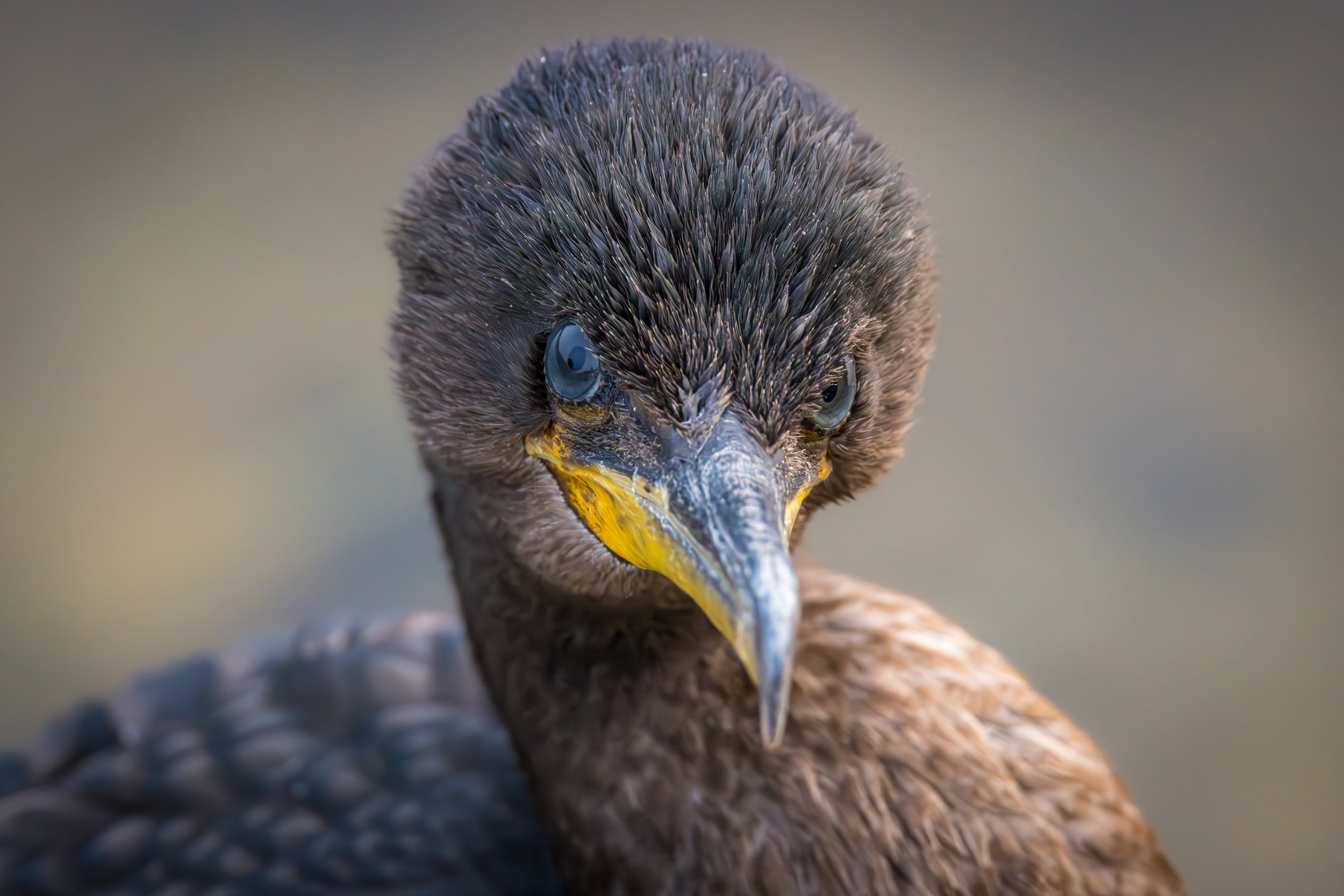 Staredown - 3 x 2.jpg