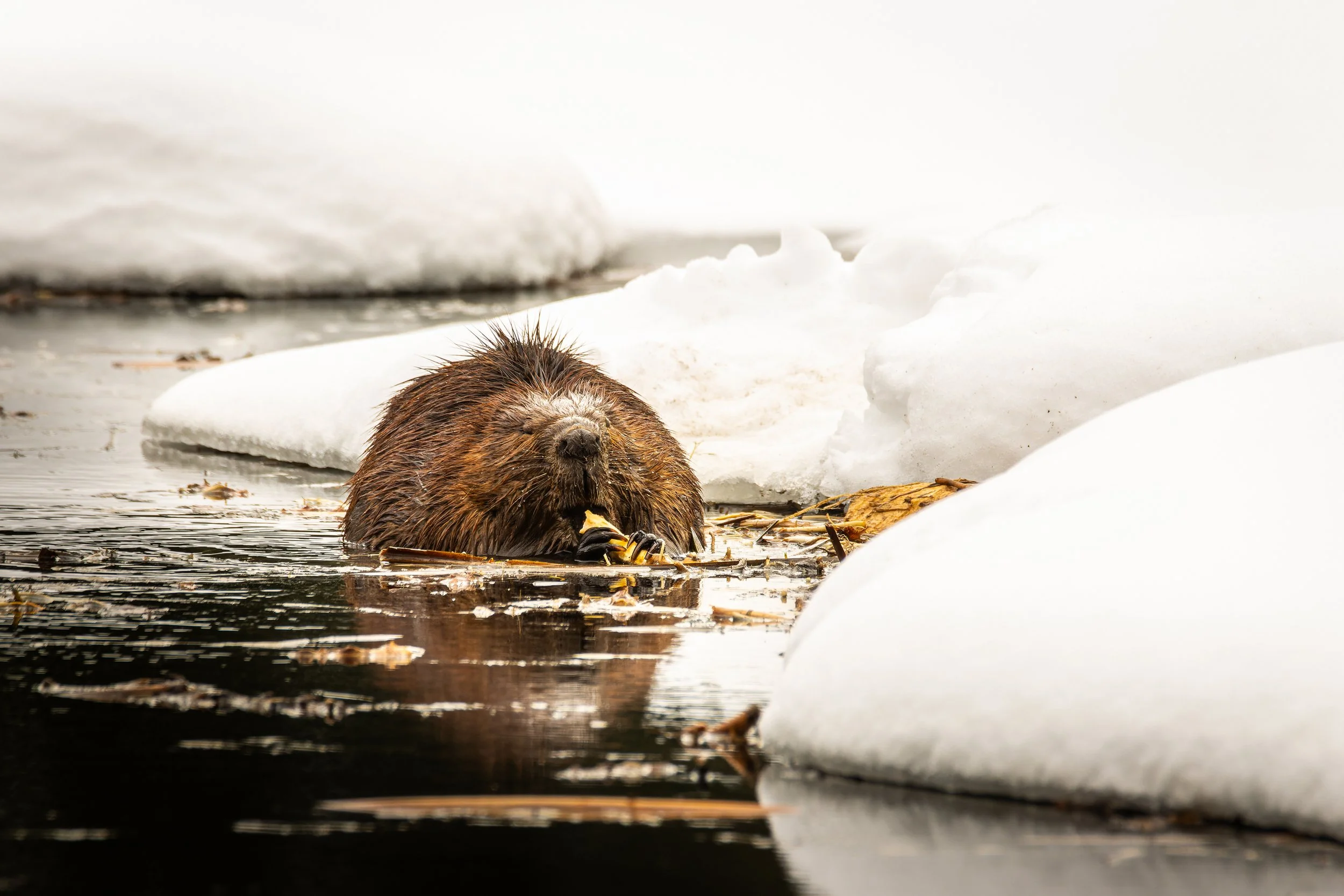 In Time of Winter - 3 x 2.jpg