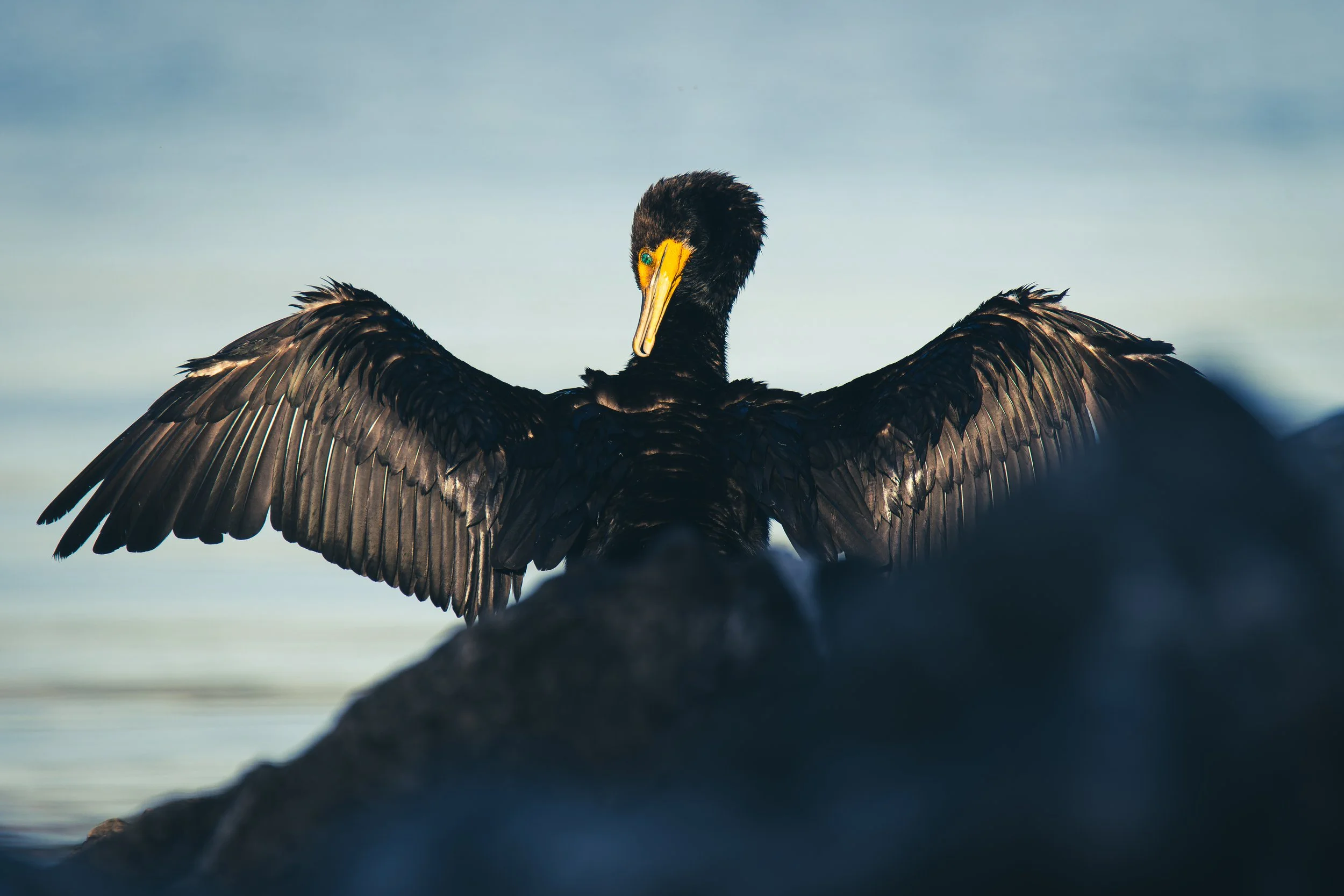 TNW Cormorant 1.jpg