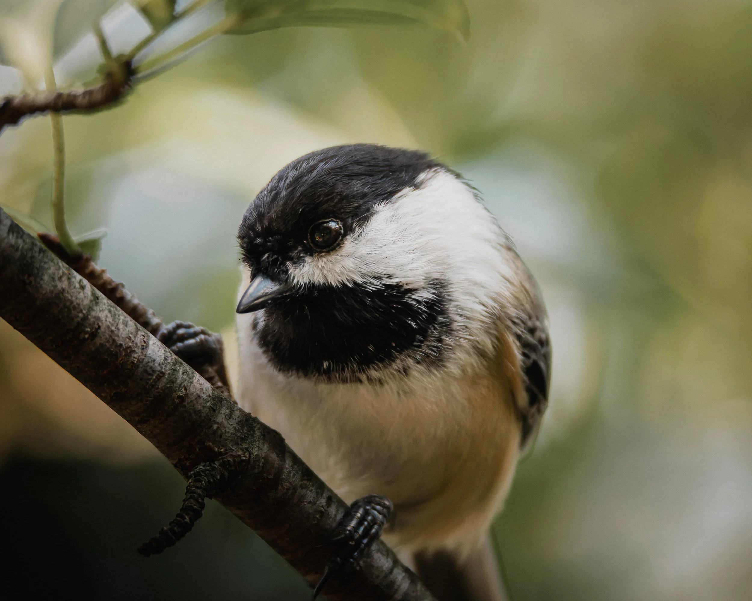 TNW Chickadee 2.jpg