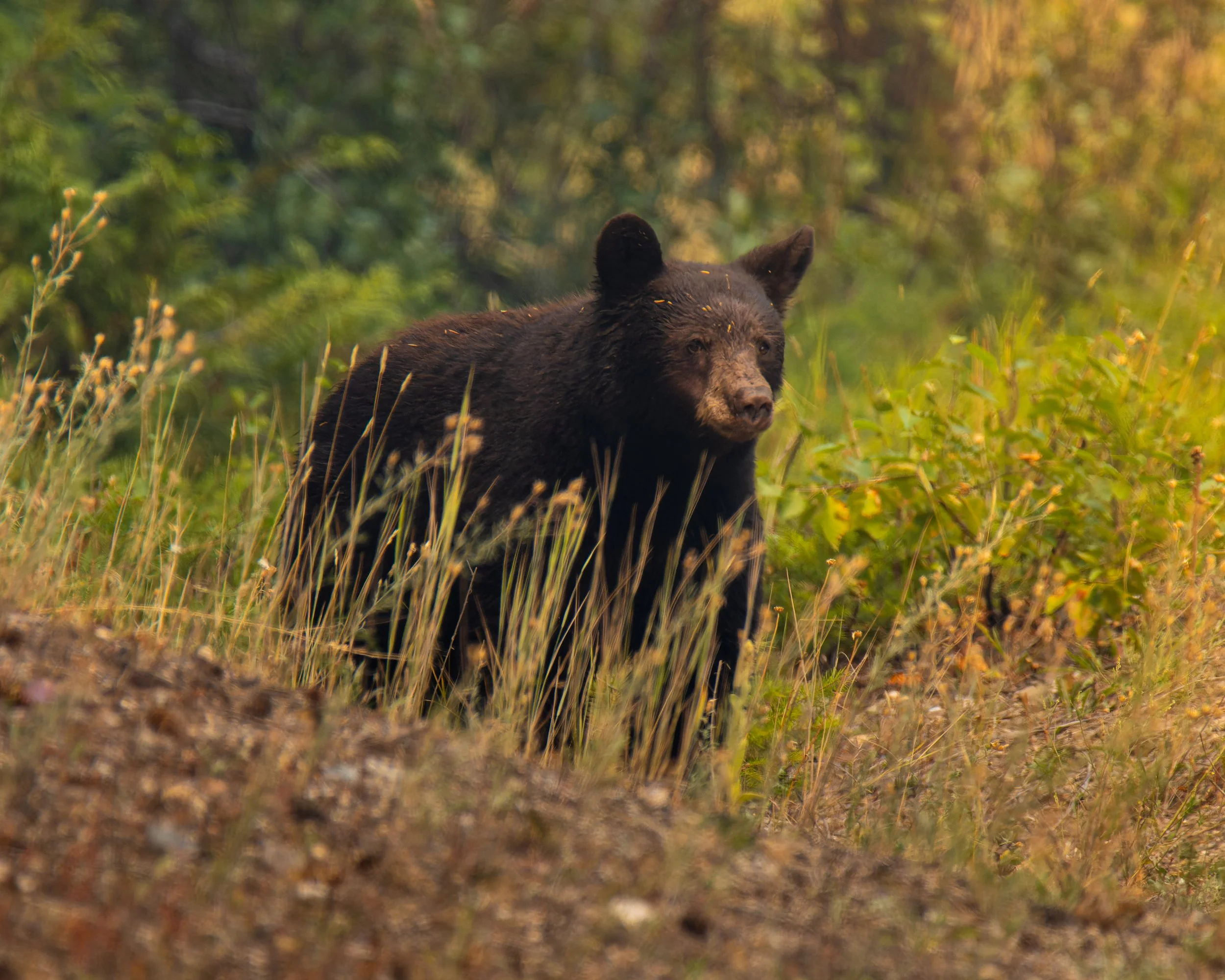 TNW Bear 1.jpg