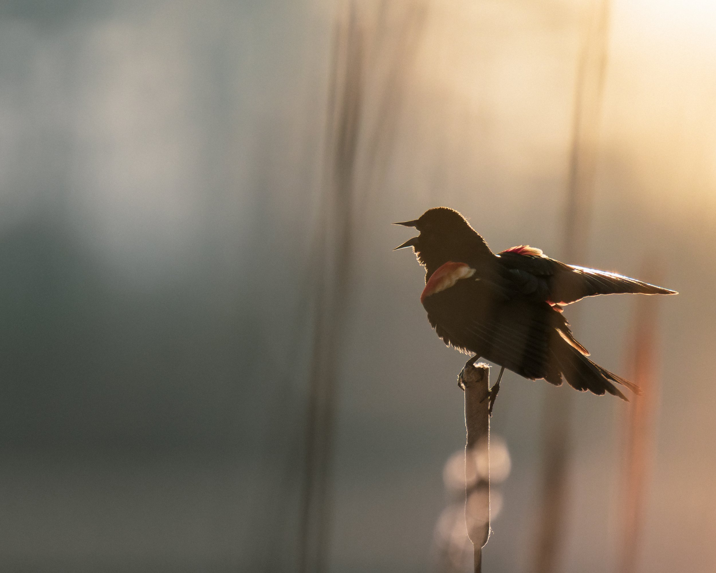 TNW Red Winged Blackbird 1.jpg