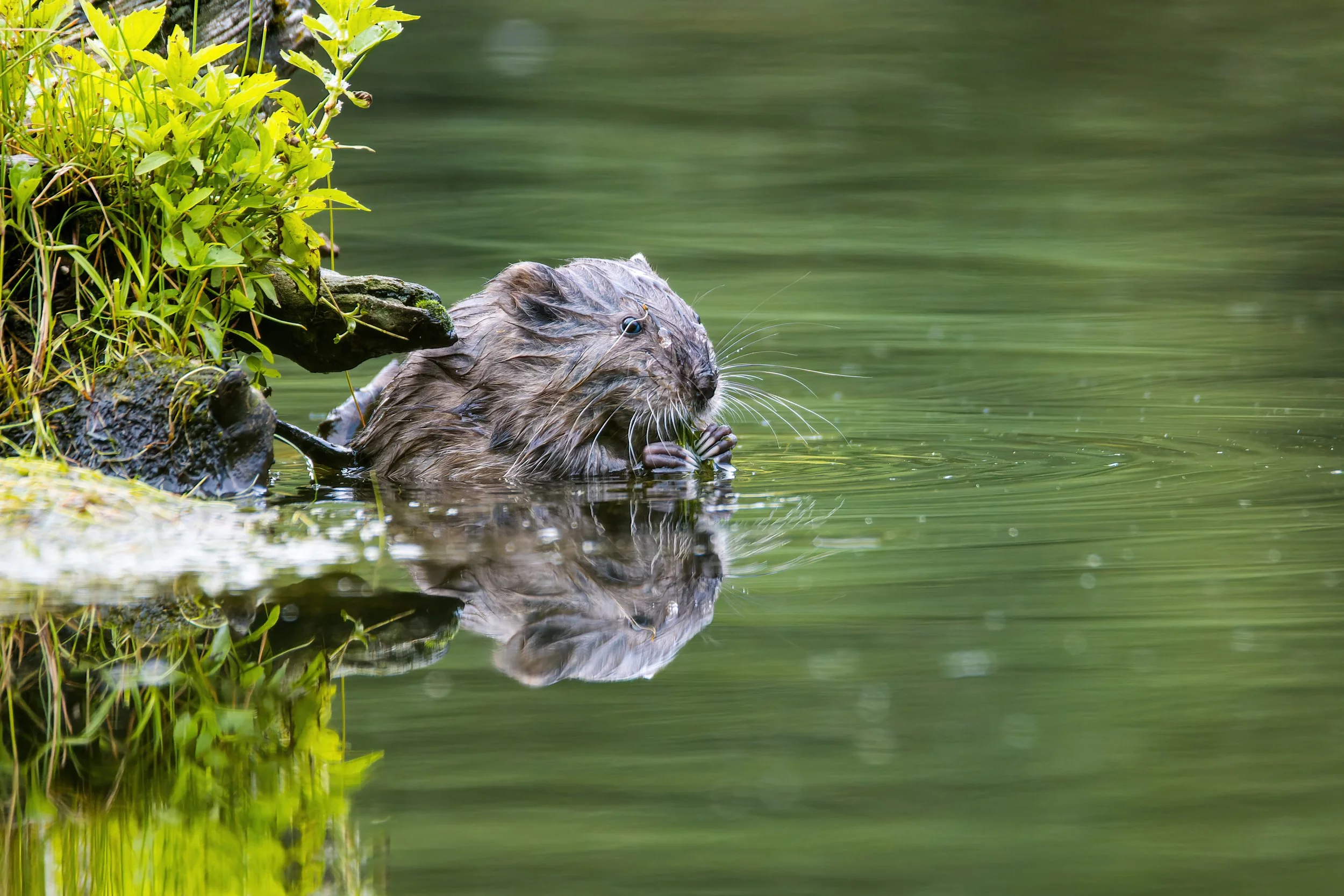 Spring Forager - 3 x 2.jpg