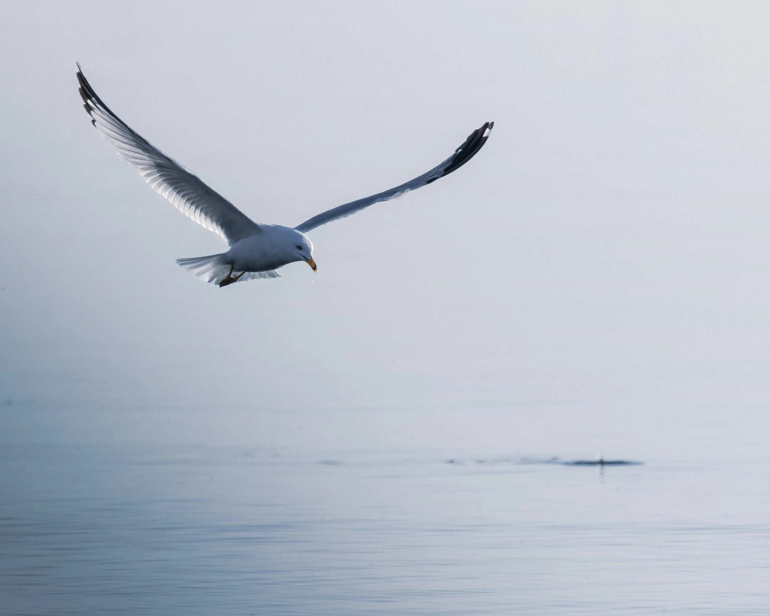 TNW Seagulls 6.jpg