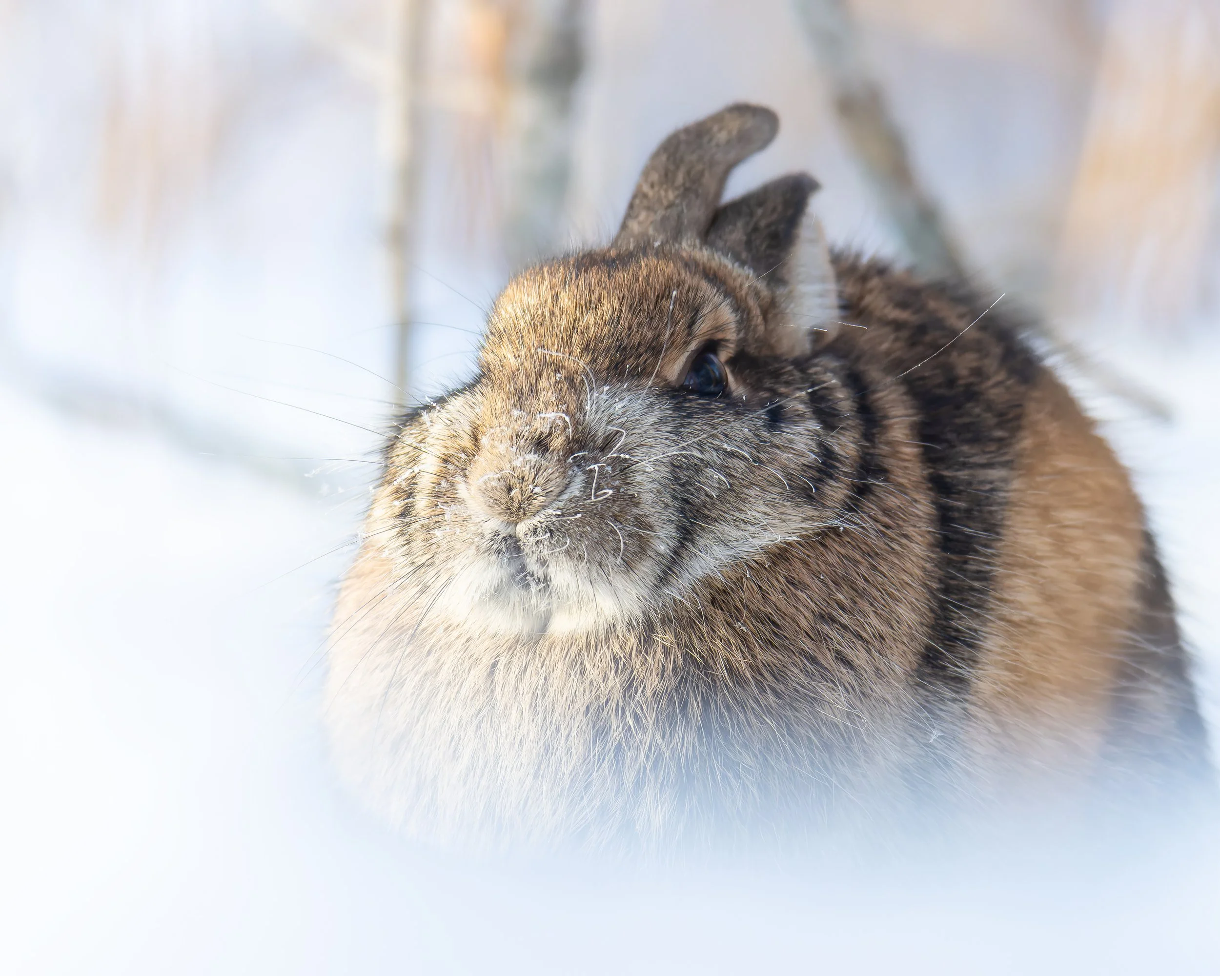 Rabbit 1-CR3_DxO_DeepPRIME.jpg