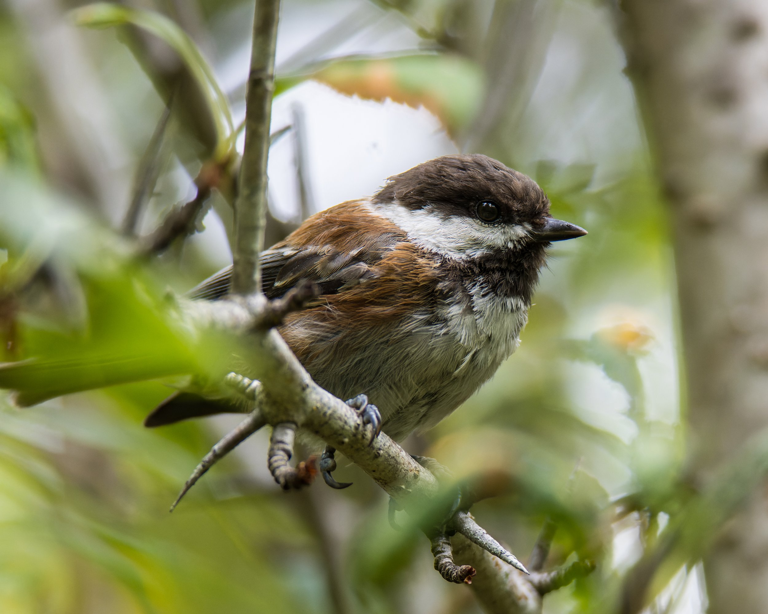 TNW Chickadee 3.jpg