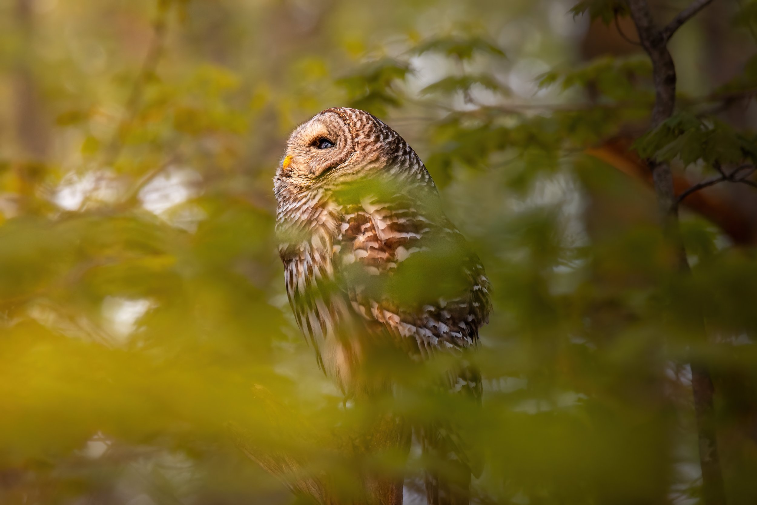 Soul of the Forest - 3 x 2.jpg