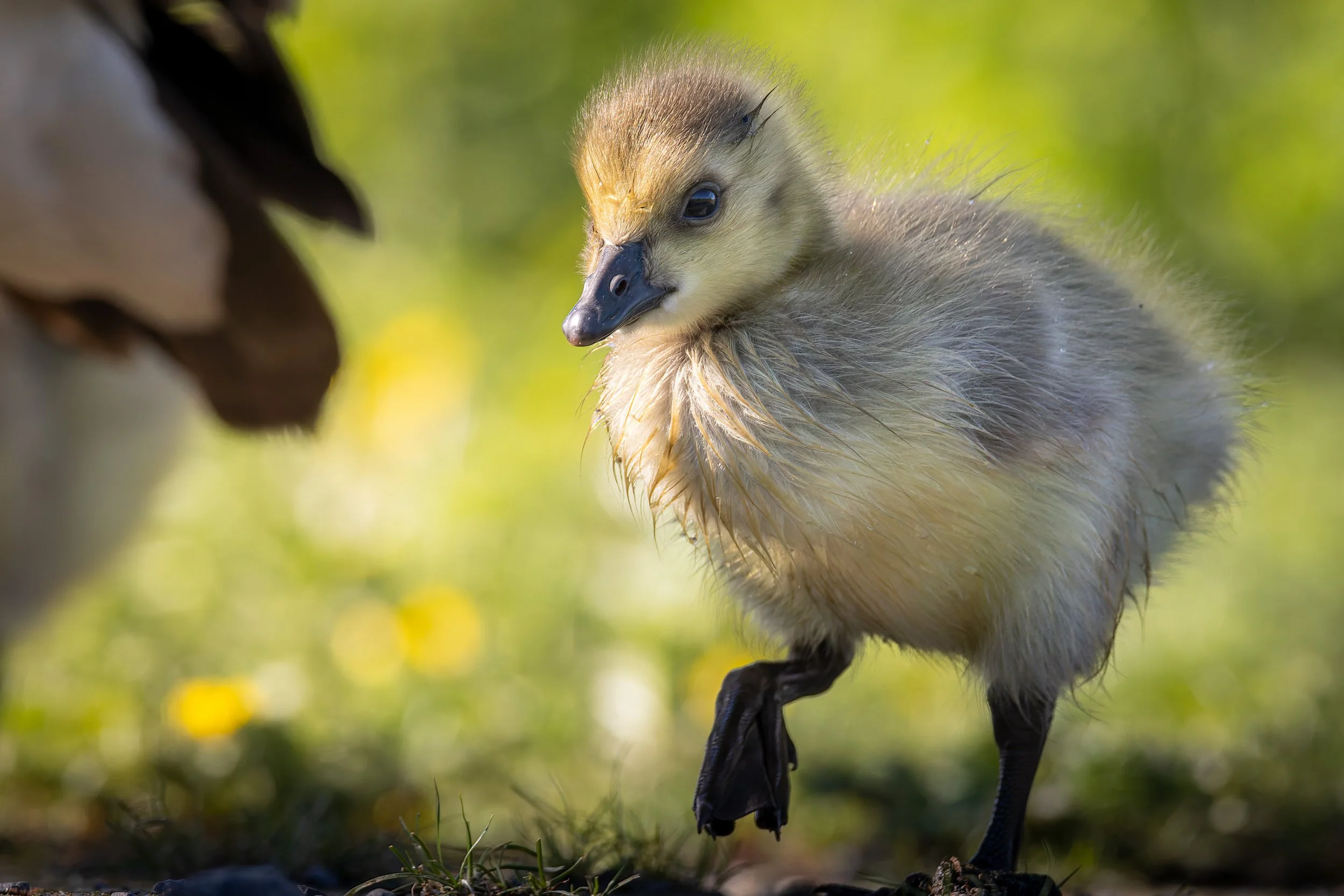 Stompin' - 3 x 2.jpg