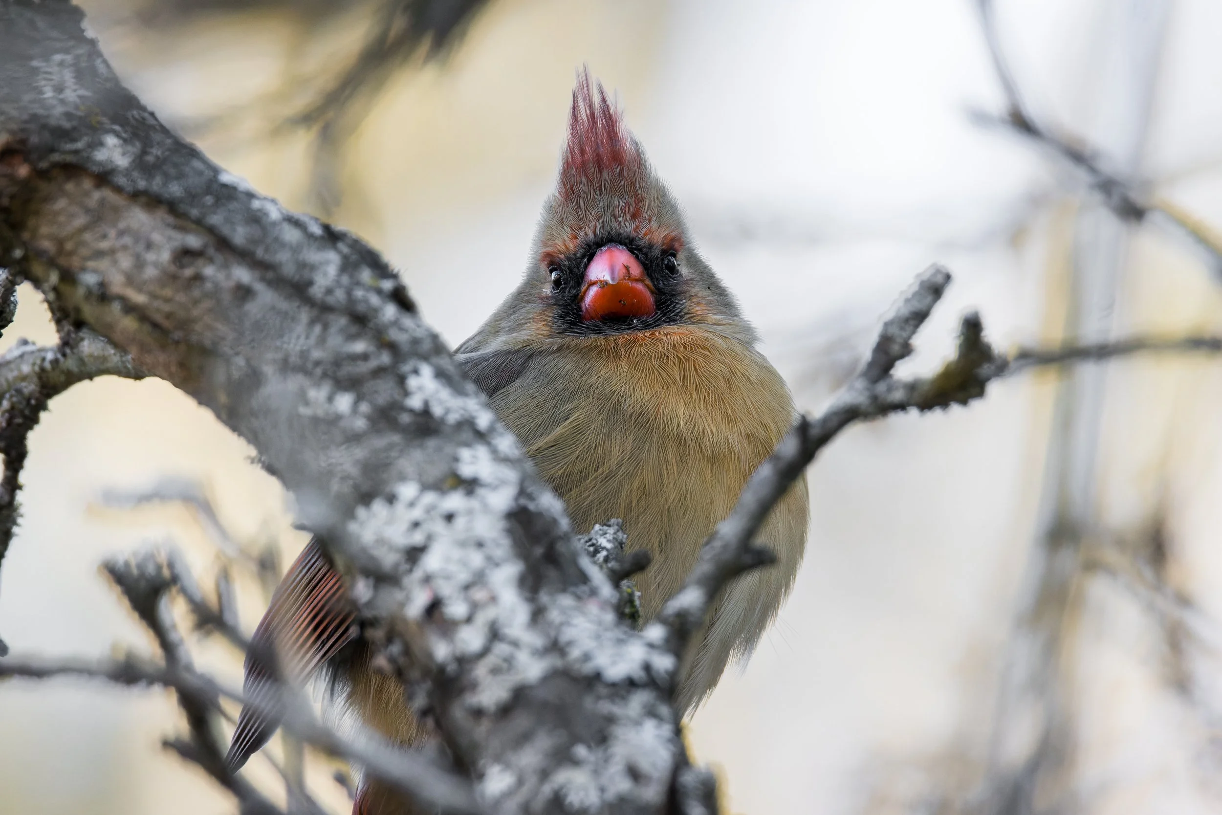 Curiosity - 3 x 2.jpg