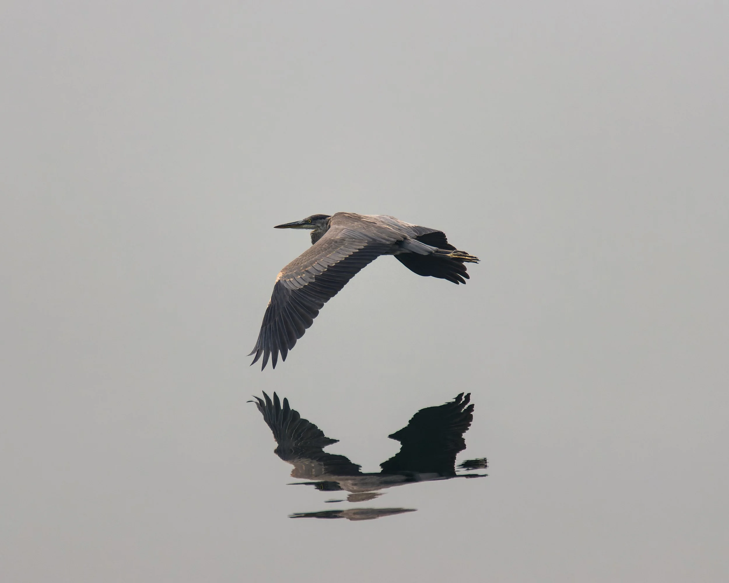 TNW Blue Heron 2.jpg