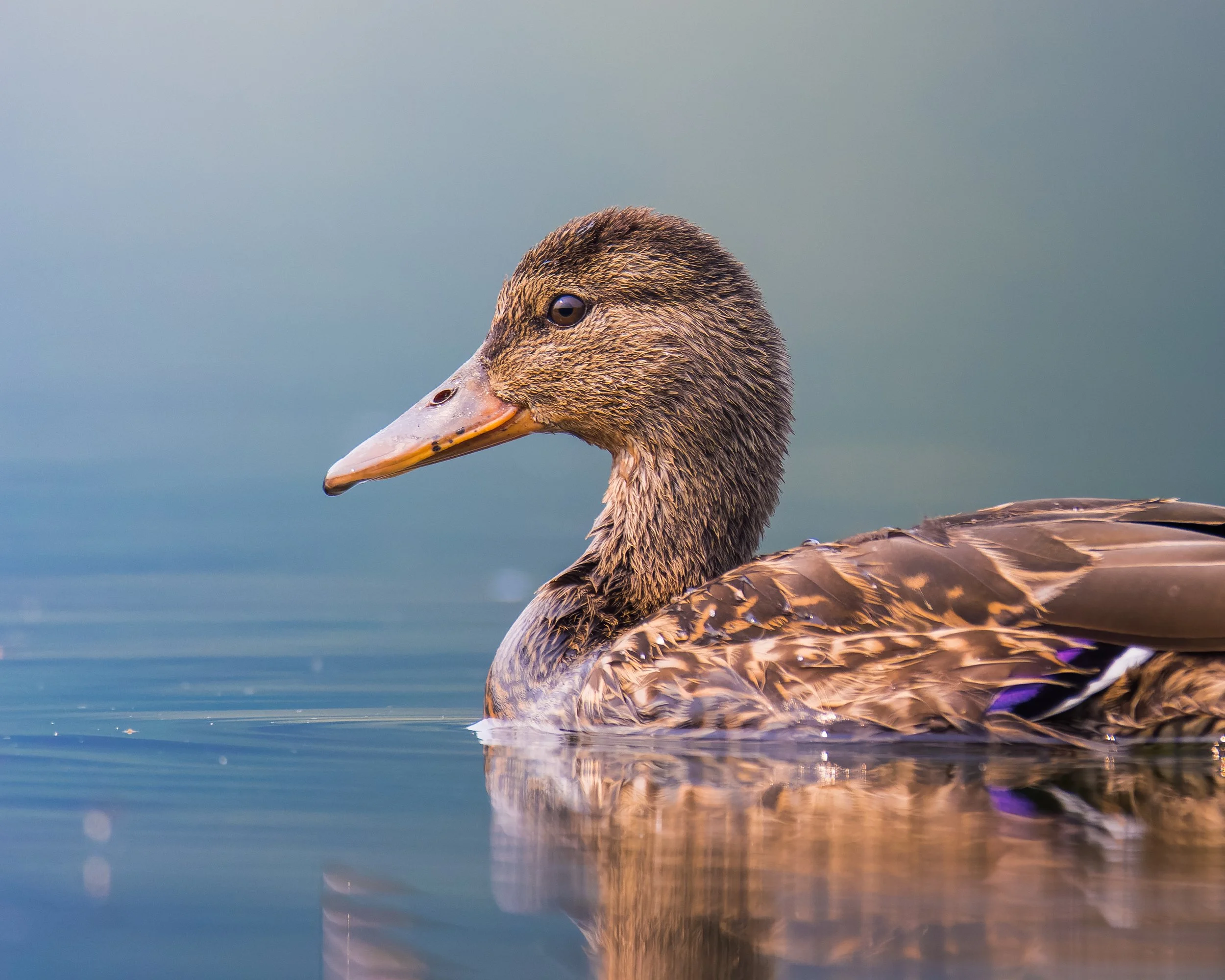 TNW Duck 1.jpg