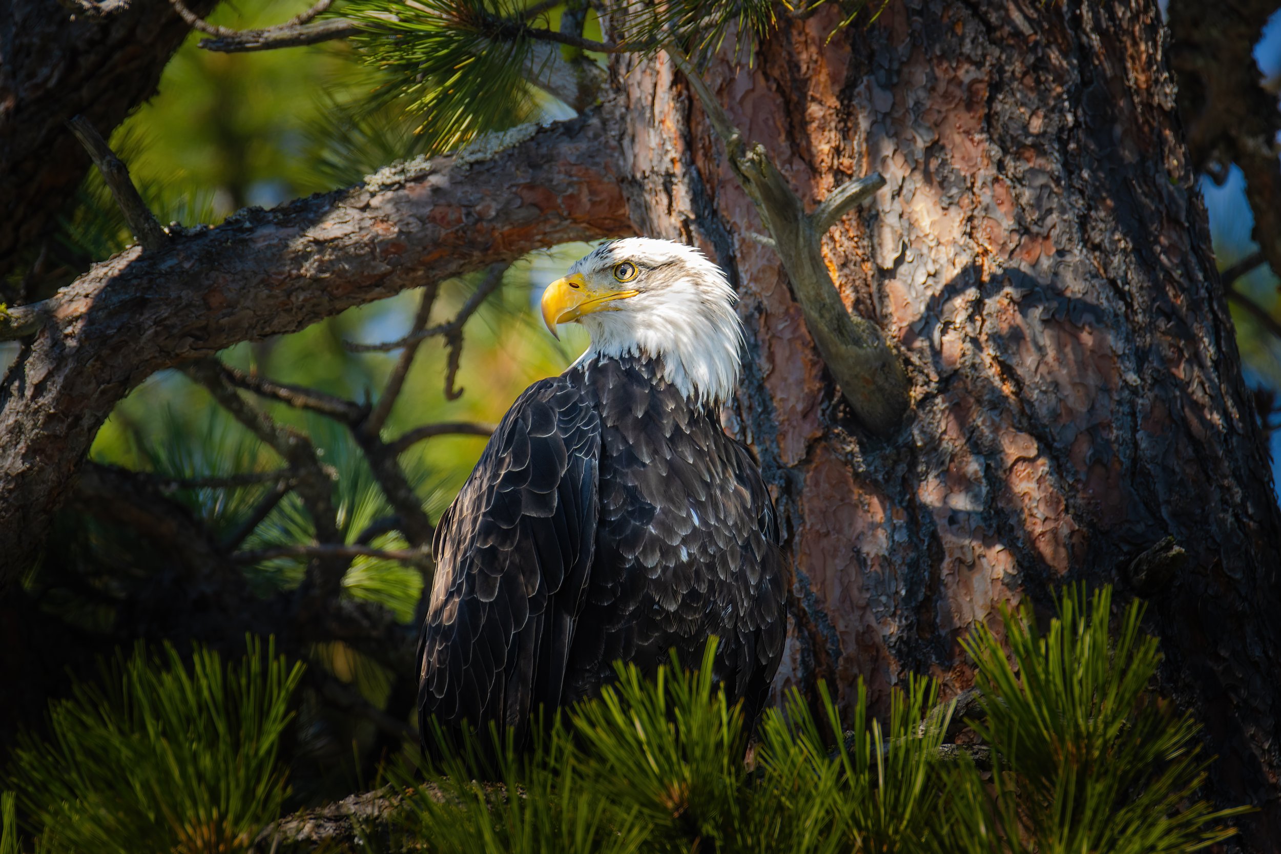 The Eye Above - 3 x 2.jpg