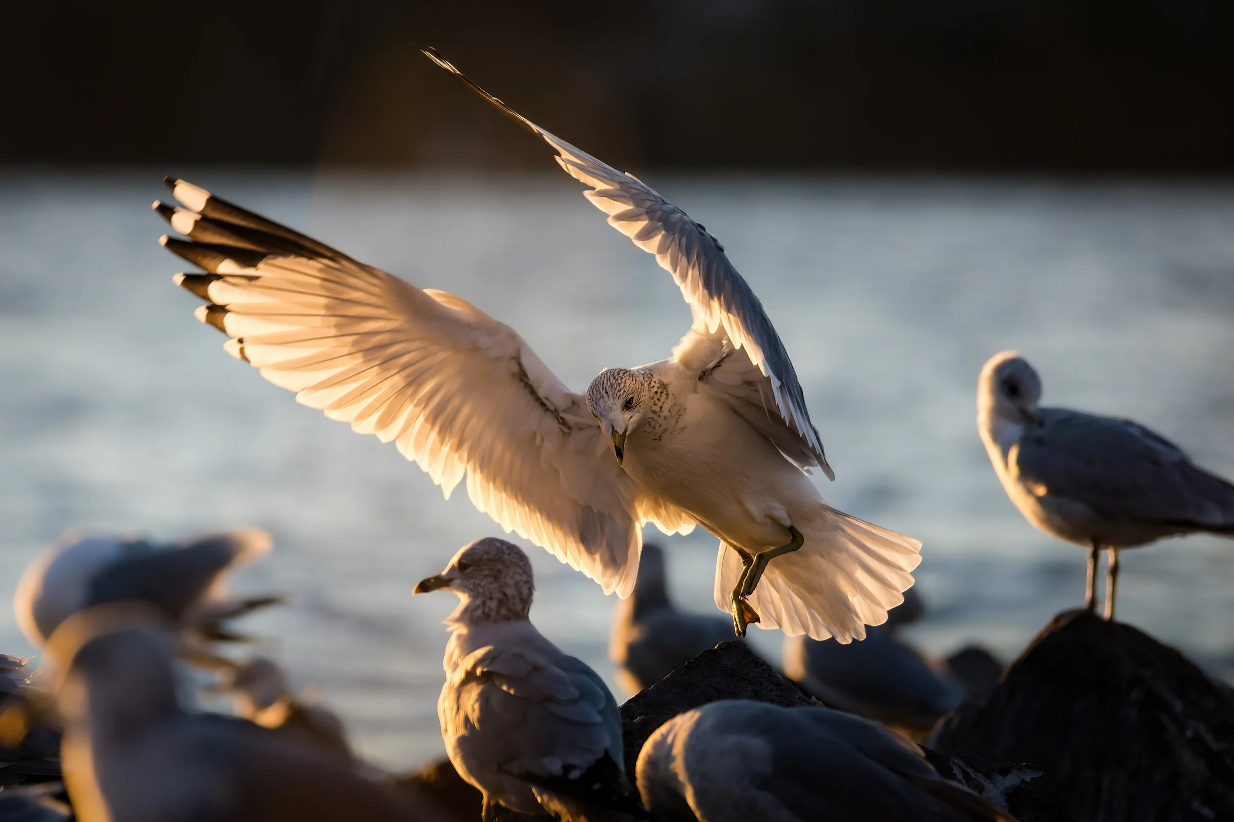 Archangel - 3 x 2.jpg