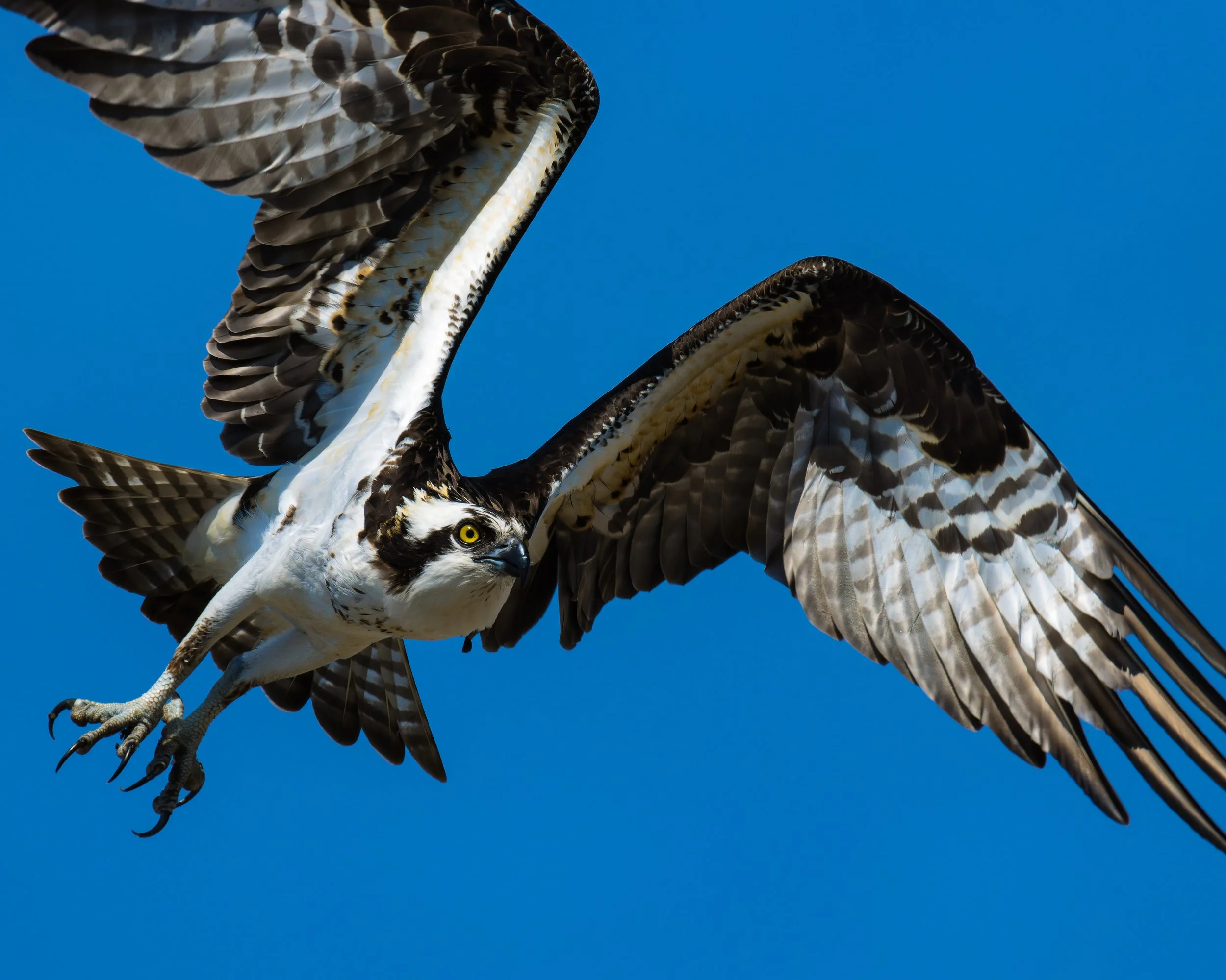 TNW Osprey 1.jpg