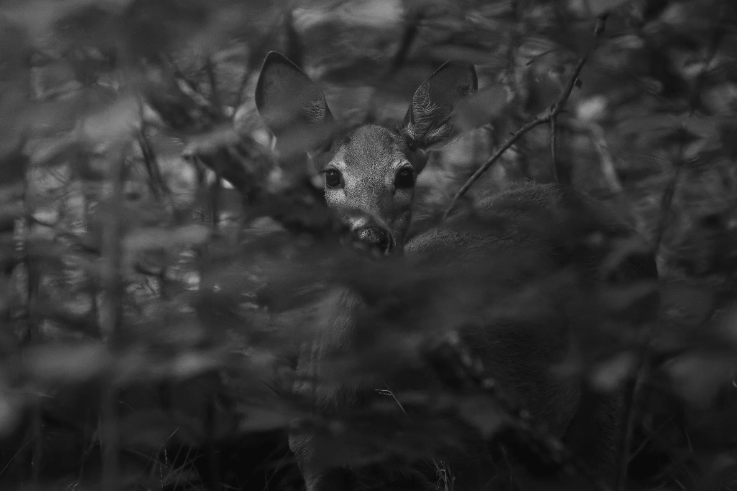 From Afar - 3 x 2.jpg