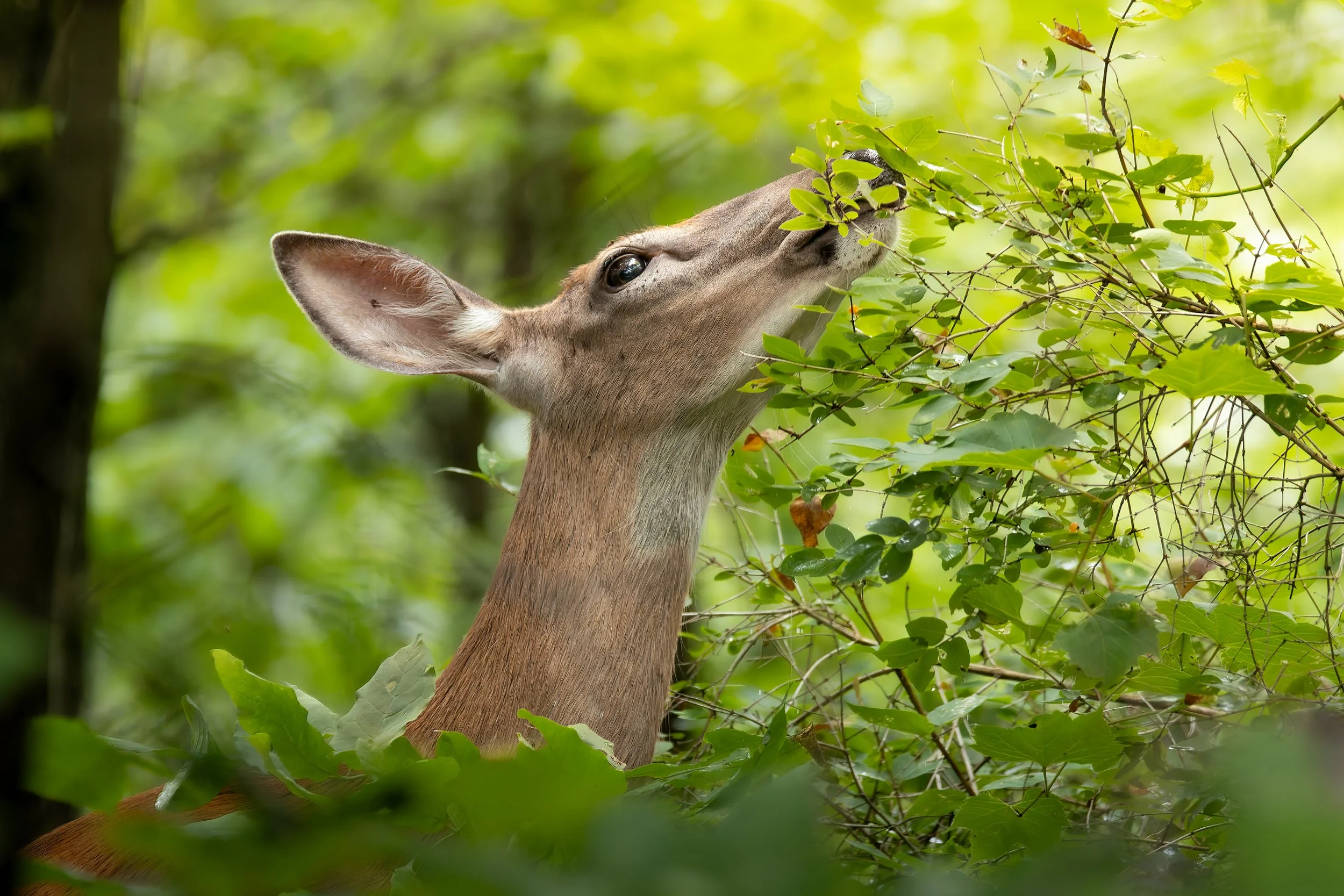 Foraging with Reach - 3 x 2.jpg