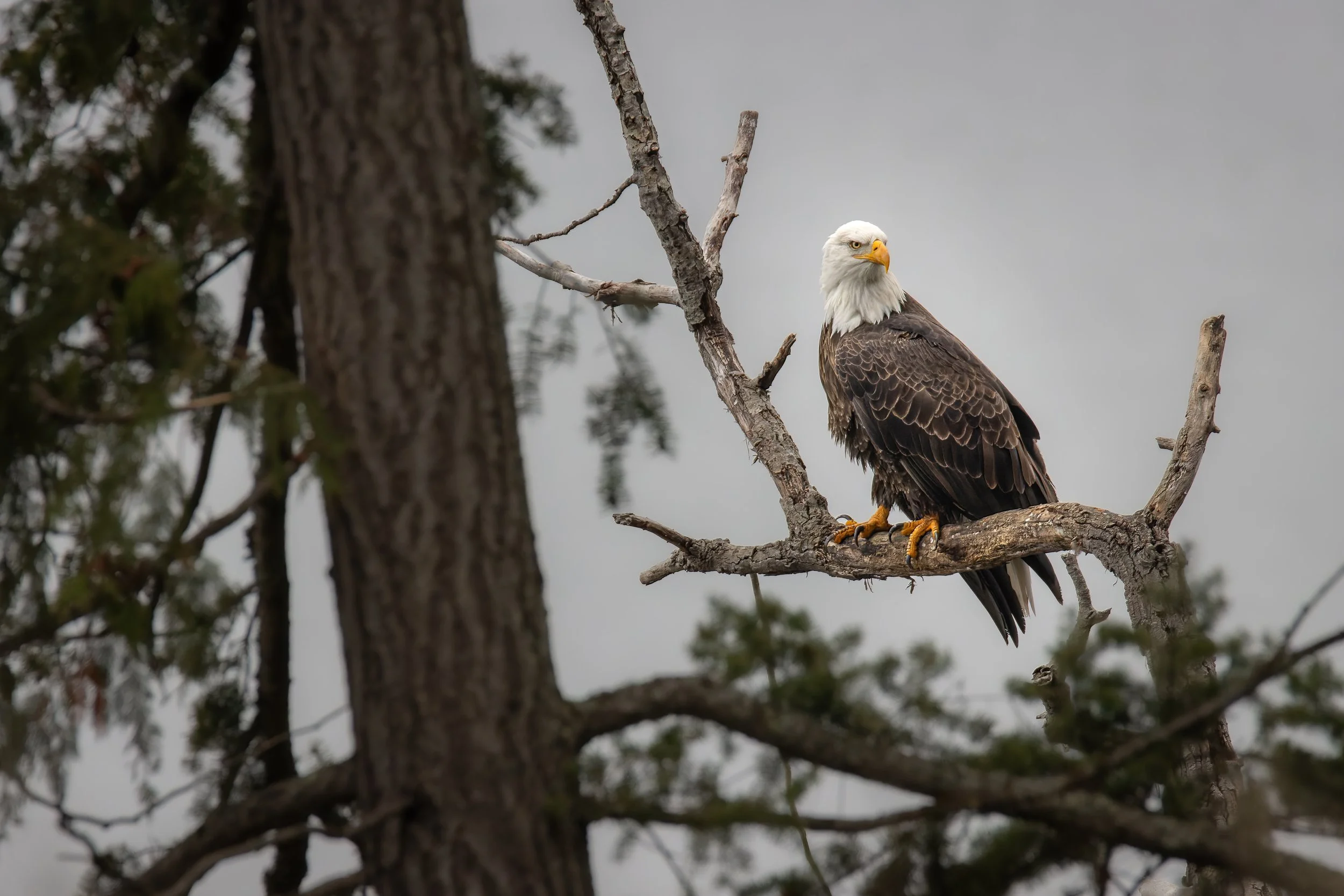 The Commander - 3 x 2.jpg