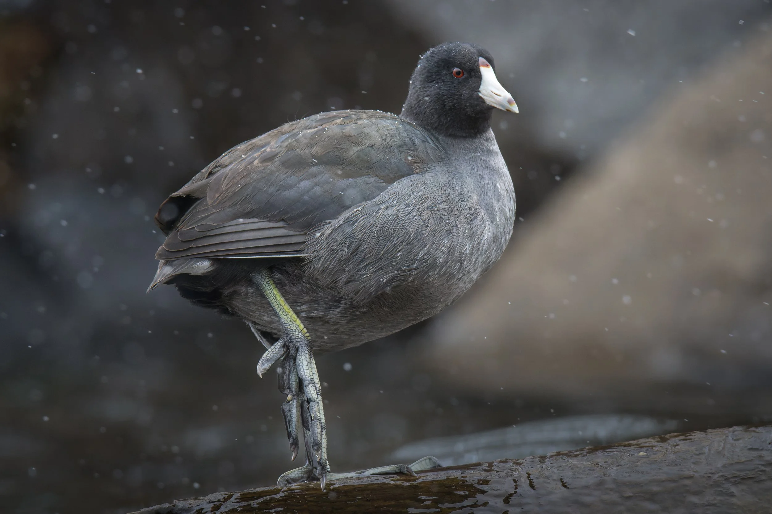 Demonstration - 3 x 2.jpg