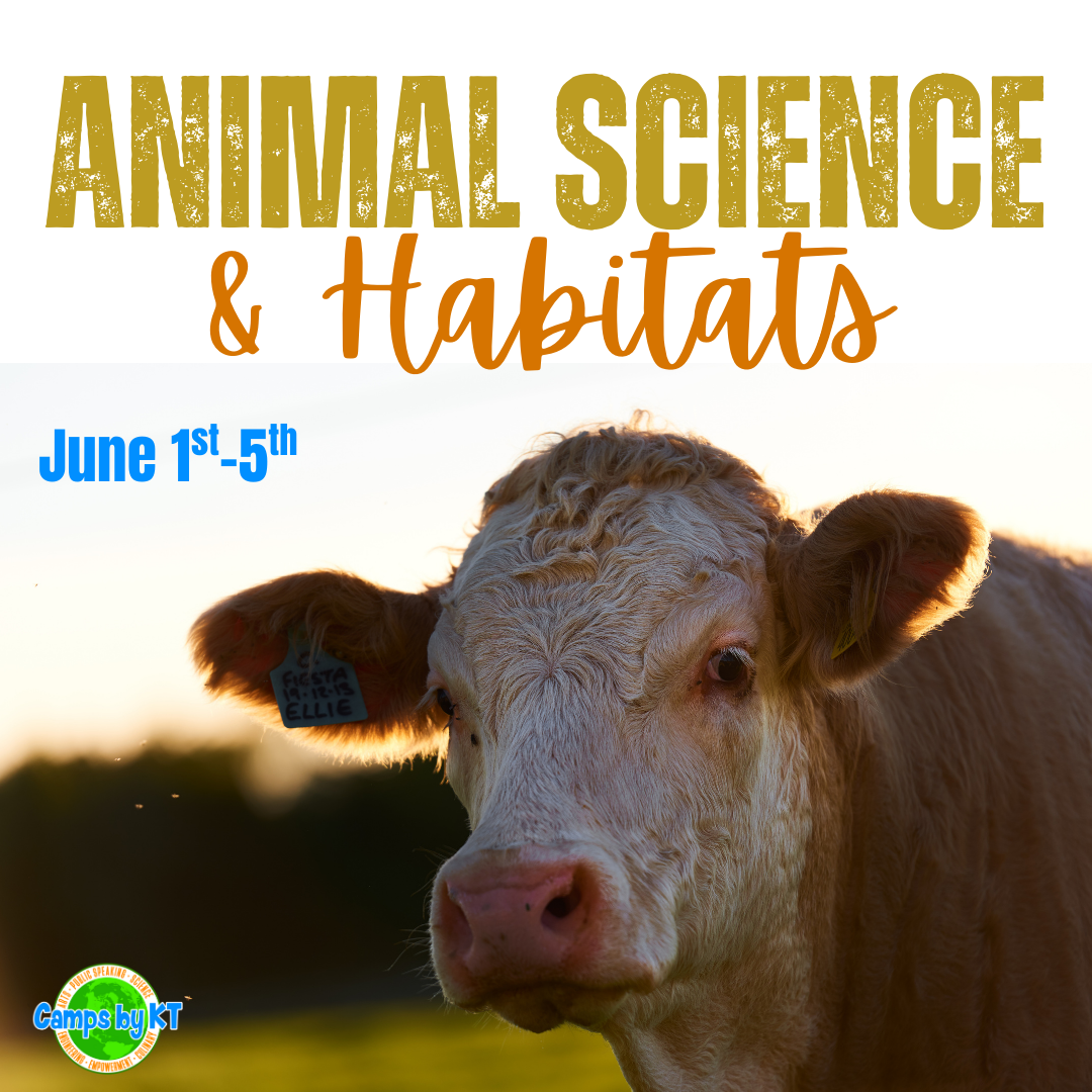 Poster for an event titled 'Animal Science & Habitats' with dates June 1st-5th, featuring a close-up of a cow with a tag on its ear, set outdoors during sunset.