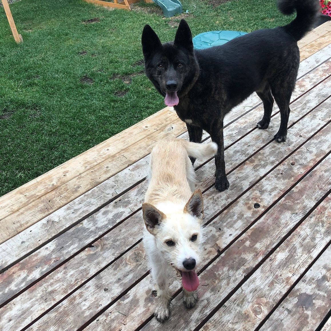 Bear and one of his besties -- his cousin, Lincoln. 

#dogs #dogsofinstagram #bear #lovedogs #authorsofinstagram #authorslovedogs #cousins #besties #bff