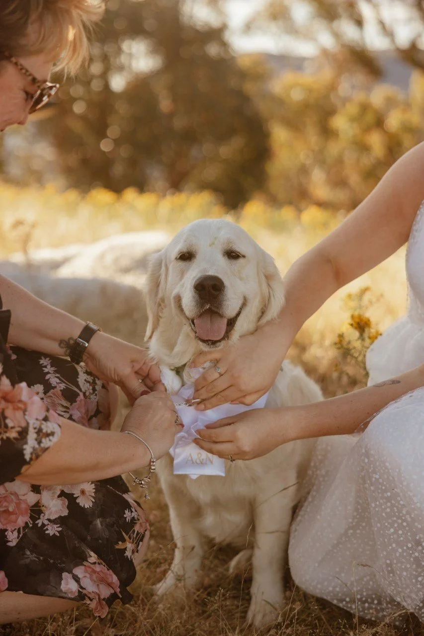 wee jasper ring bearer.jpg