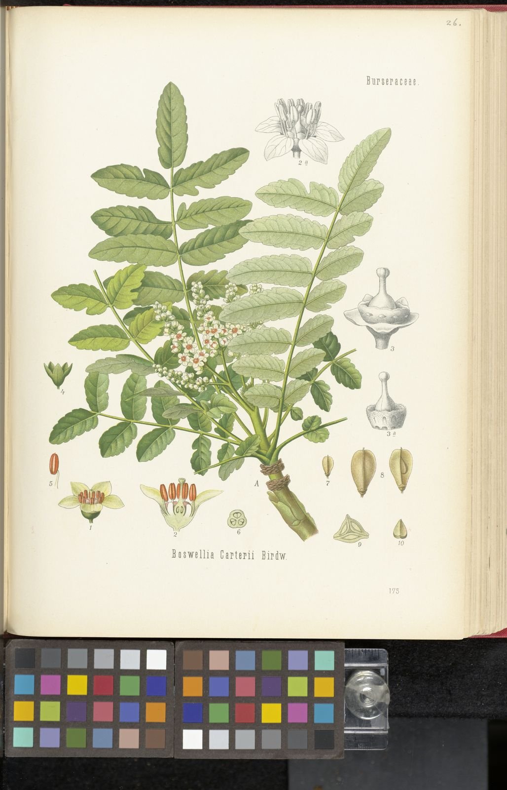 Boswellia carteri by Walter Müller (1887)