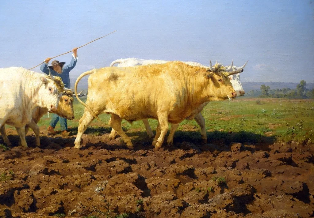 3 December: Rosa Bonheur's Oxen