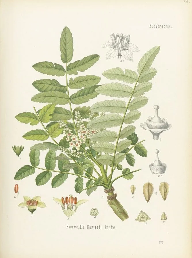 11 December: Frankincense 