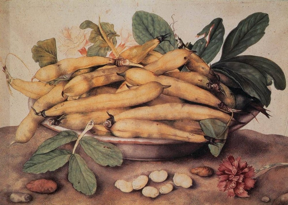 Plate with White Beans, showing a naturalistic study of beans at various stages of decay