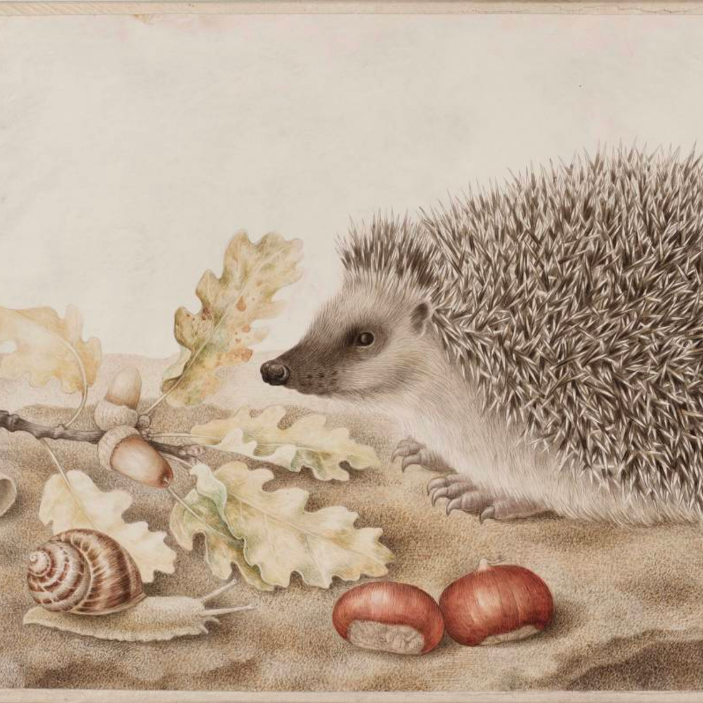 Giovanna Garzoni’s hedgehog still life (another artist featured on our ‘Overlooked Art History’ video series on YouTube)